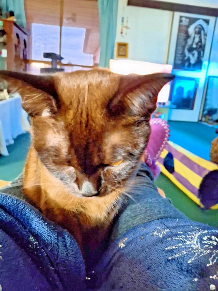 https://lemis.nyc3.digitaloceanspaces.com/grog/Photos/20260820/small/Lucy-5.jpeg