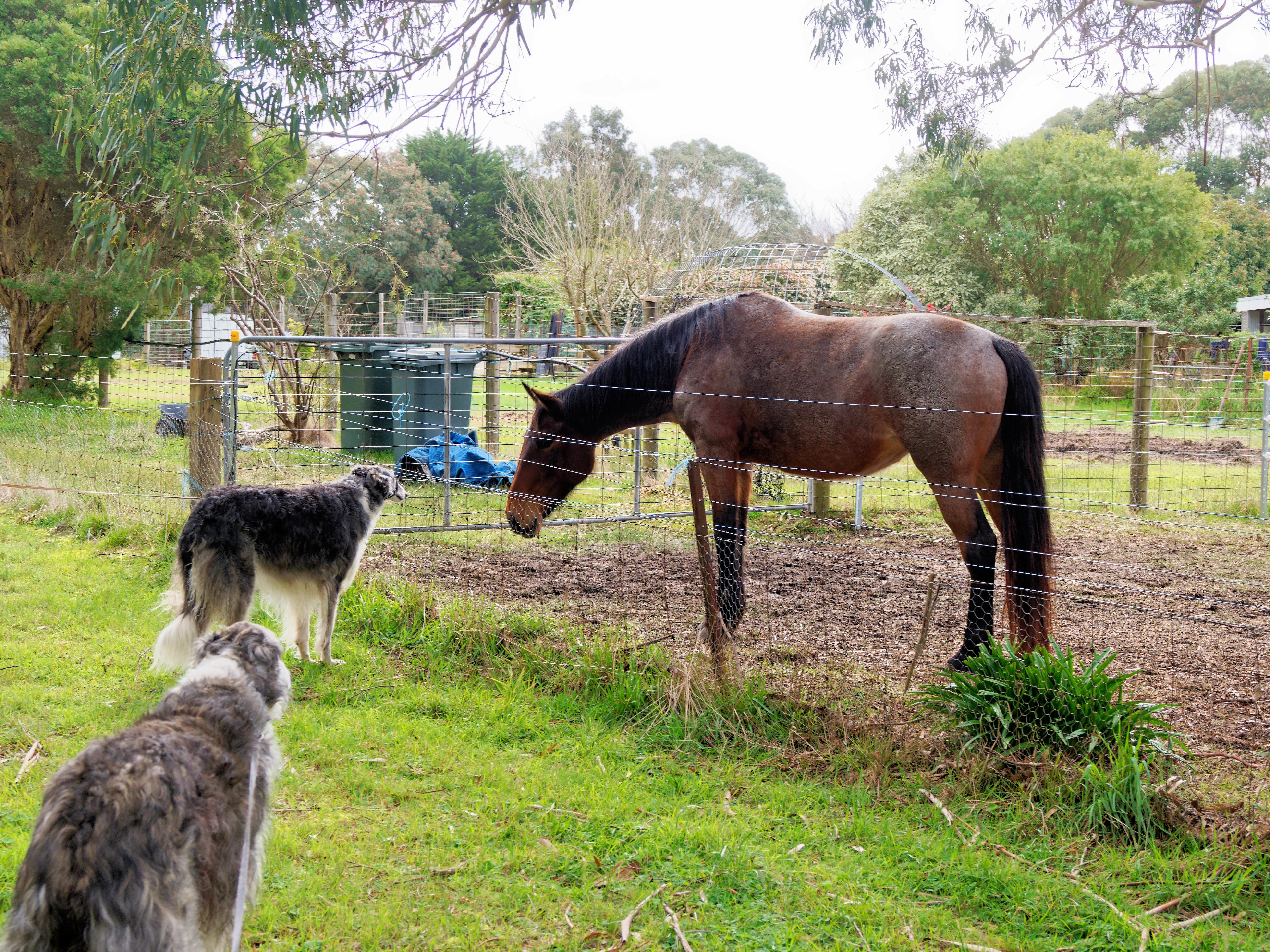 https://lemis.nyc3.digitaloceanspaces.com/grog/Photos/20260821/big/Horses-meet-borzois-1.jpeg
