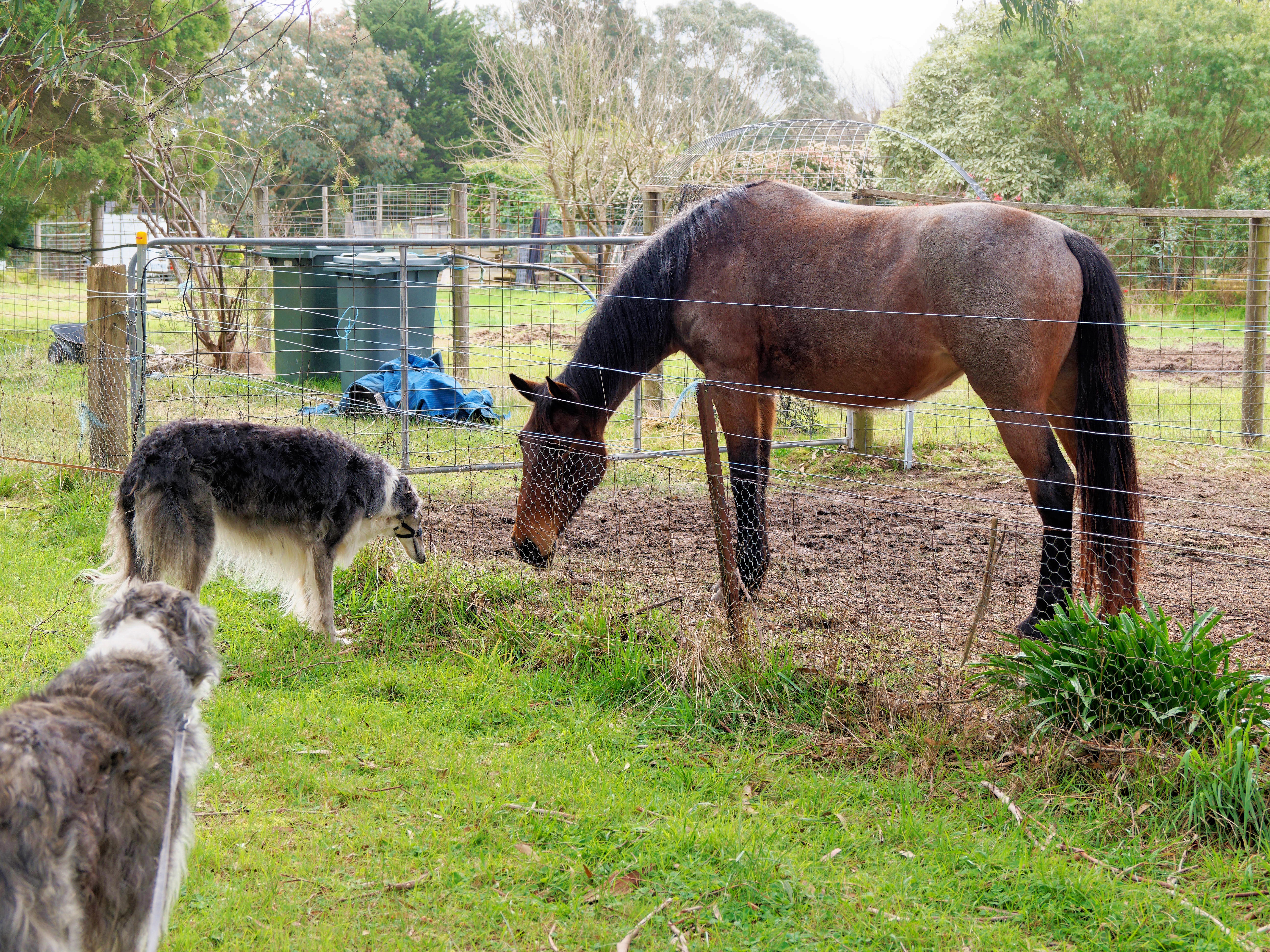 https://lemis.nyc3.digitaloceanspaces.com/grog/Photos/20260821/big/Horses-meet-borzois-3.jpeg