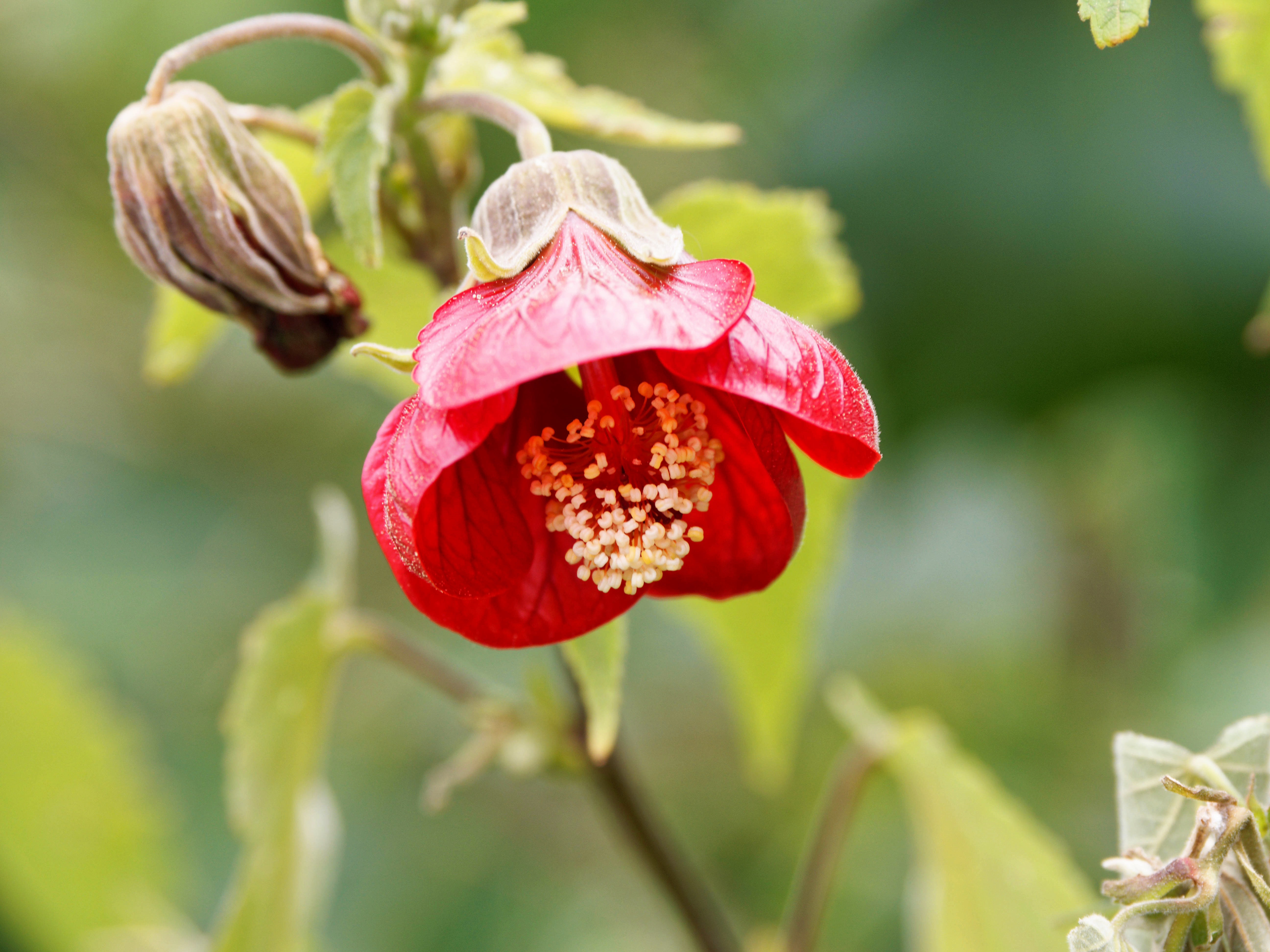 https://lemis.nyc3.digitaloceanspaces.com/grog/Photos/20260823/big/Abutilon-3.jpeg
