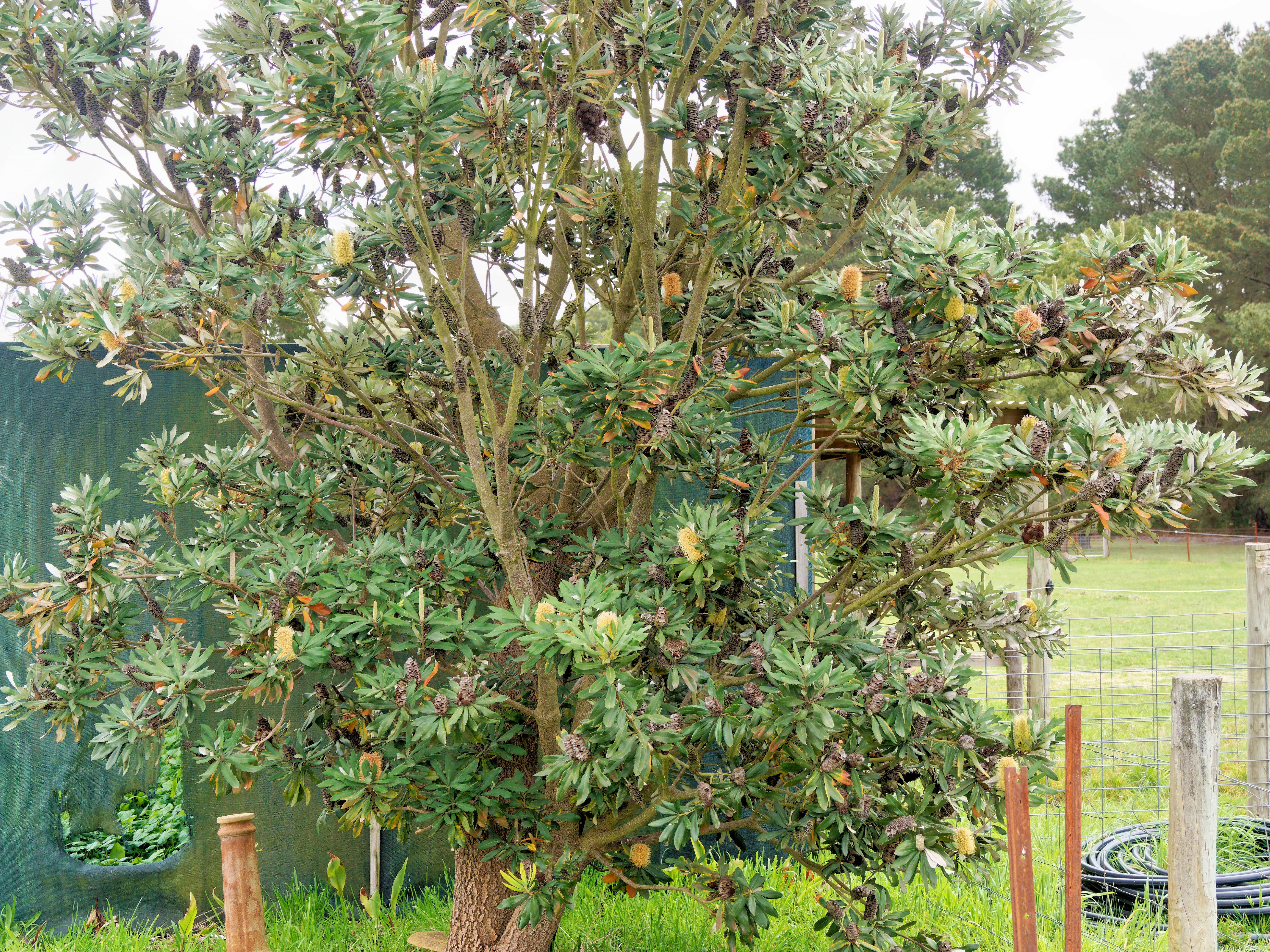 https://lemis.nyc3.digitaloceanspaces.com/grog/Photos/20260823/big/Banksia-1.jpeg
