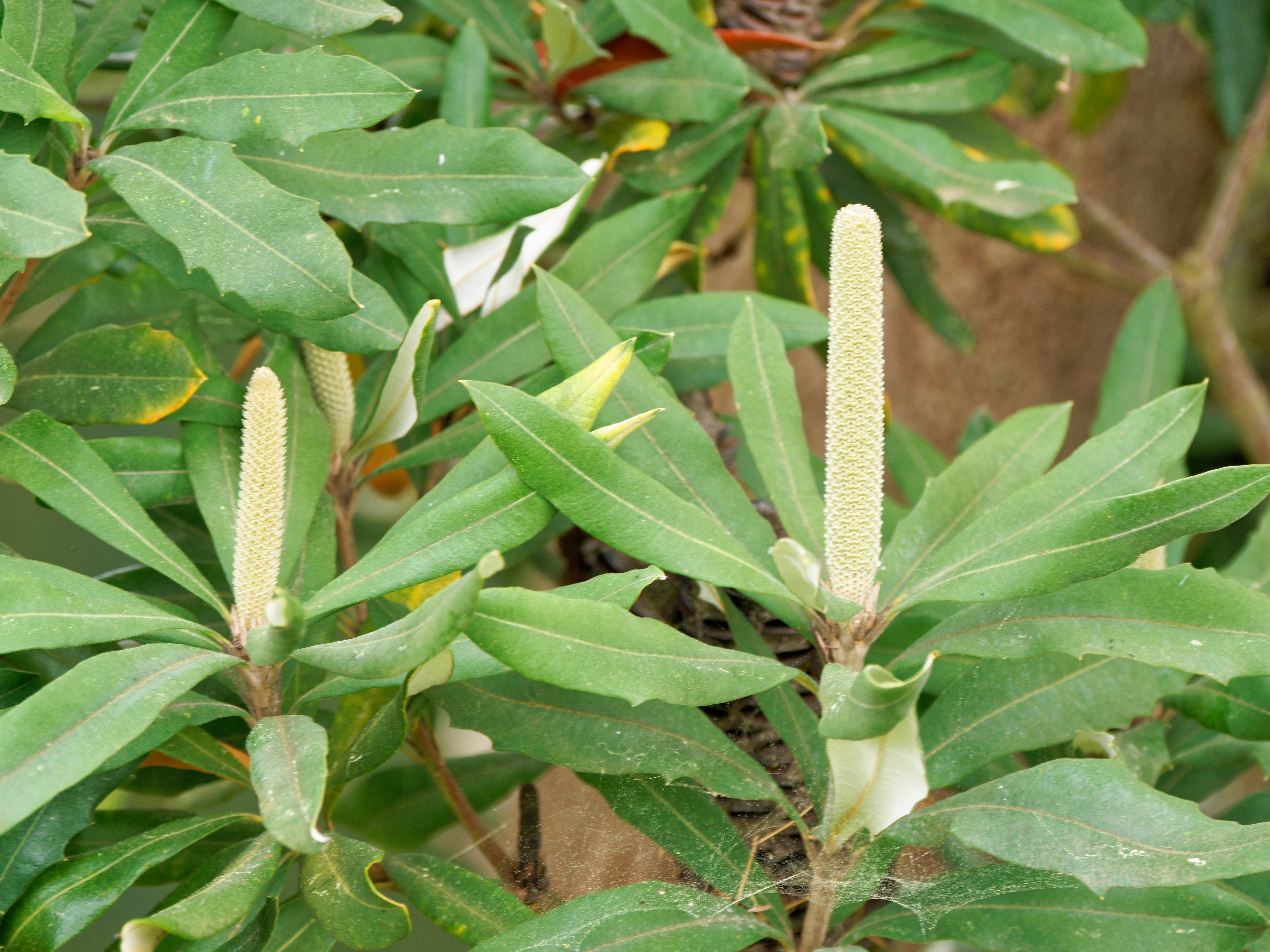 https://lemis.nyc3.digitaloceanspaces.com/grog/Photos/20260823/big/Banksia-2.jpeg