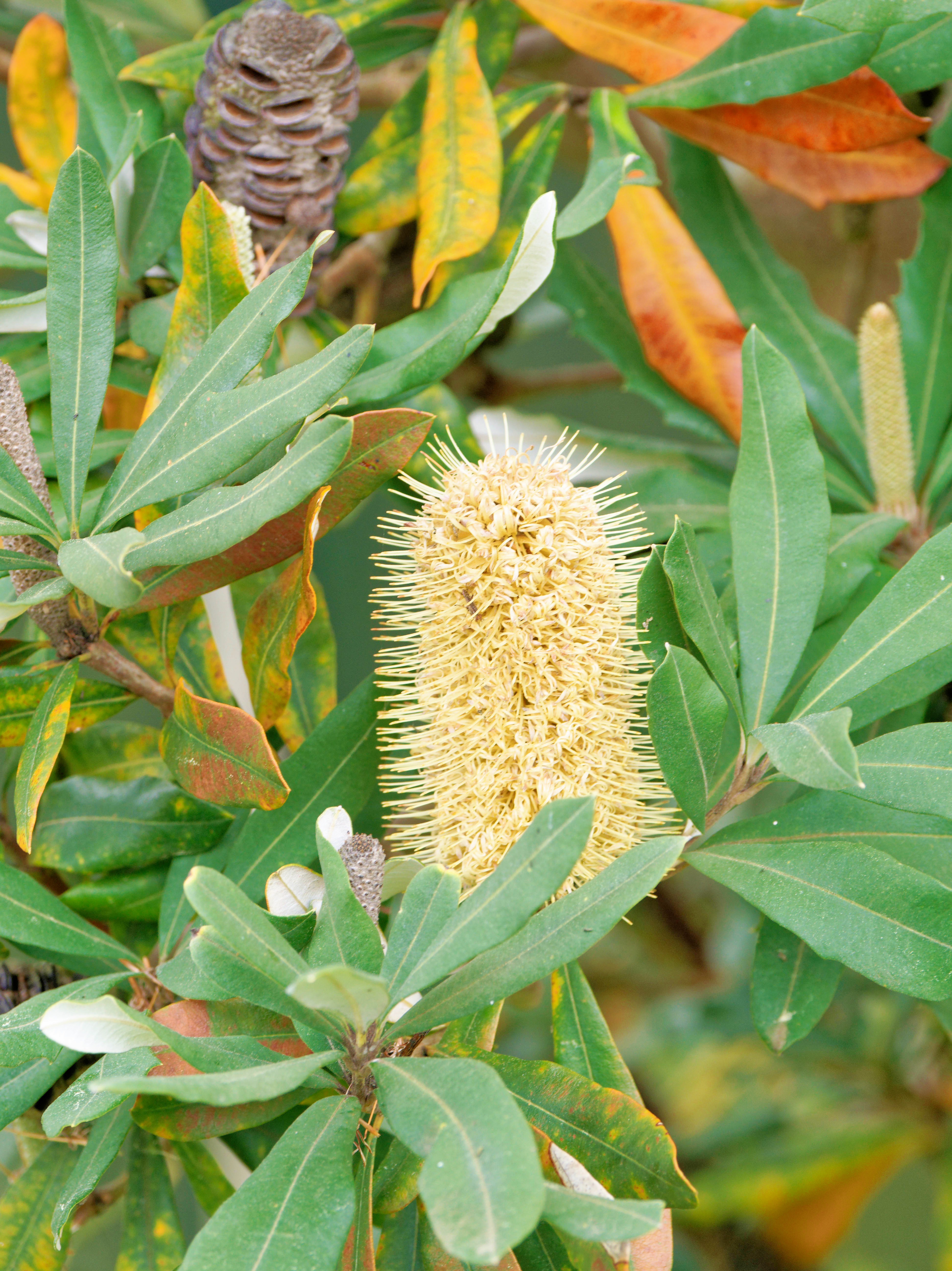 https://lemis.nyc3.digitaloceanspaces.com/grog/Photos/20260823/big/Banksia-3.jpeg