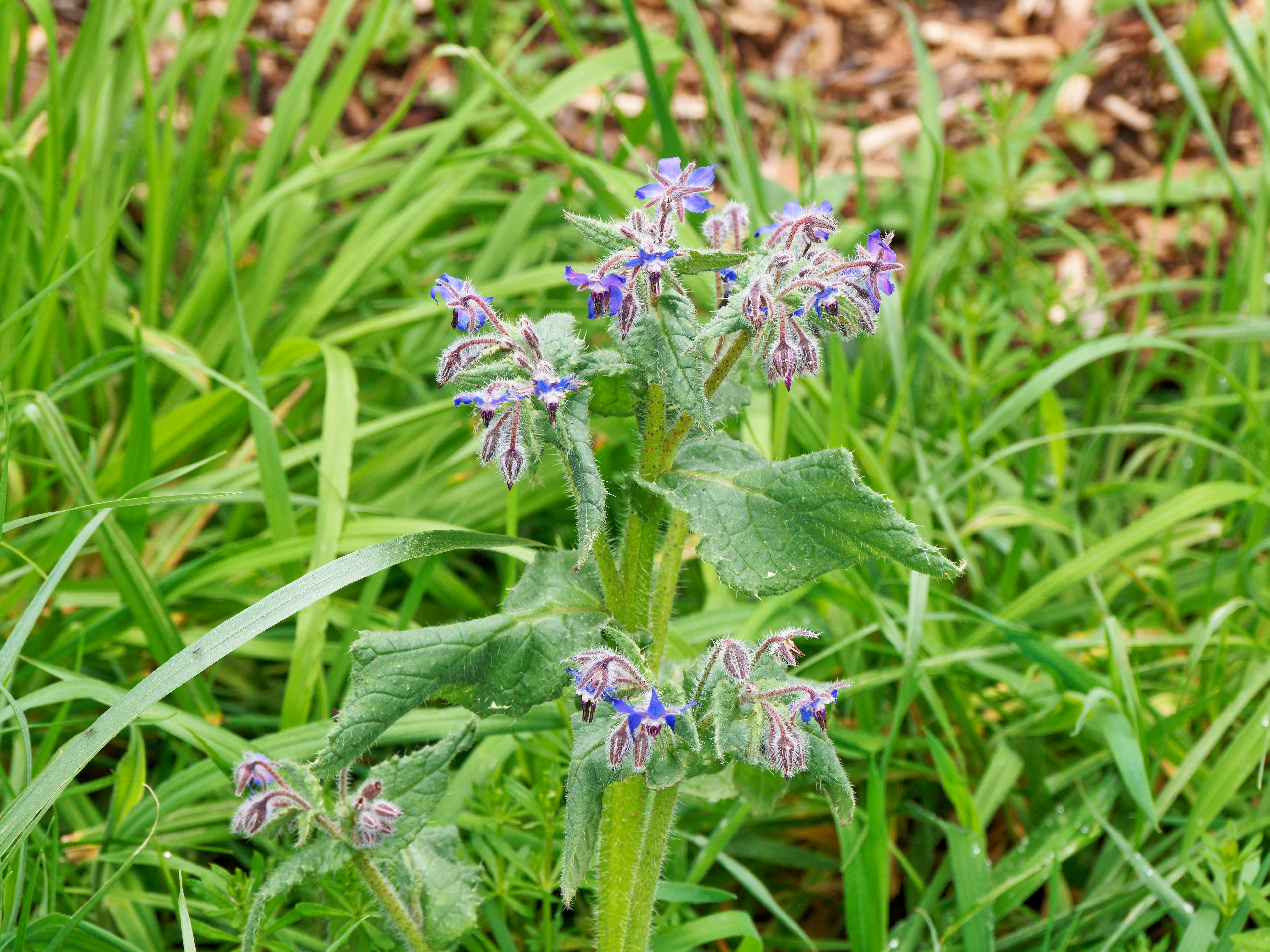 https://lemis.nyc3.digitaloceanspaces.com/grog/Photos/20260823/big/Borage.jpeg