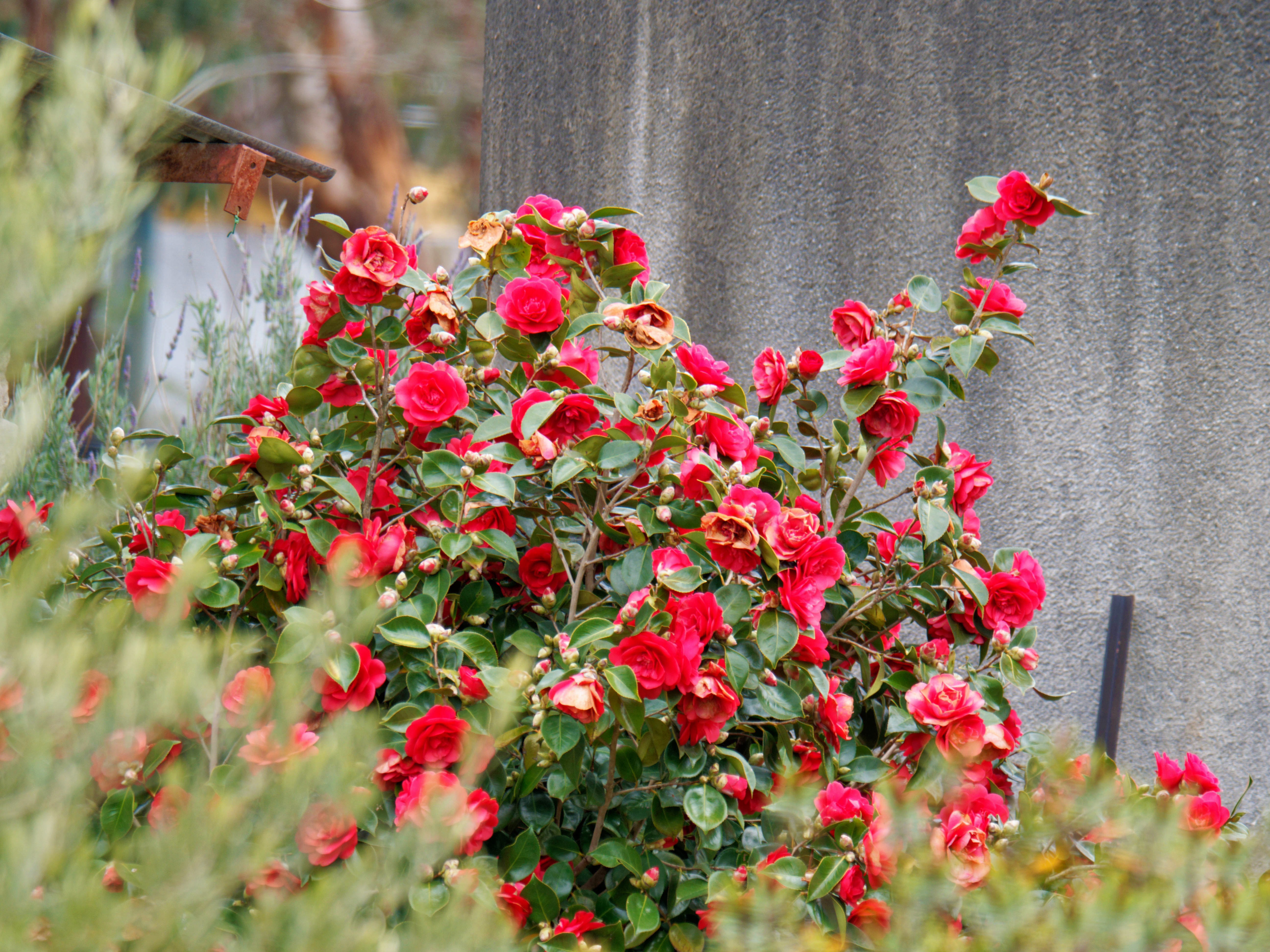 https://lemis.nyc3.digitaloceanspaces.com/grog/Photos/20260823/big/Camellia-1.jpeg