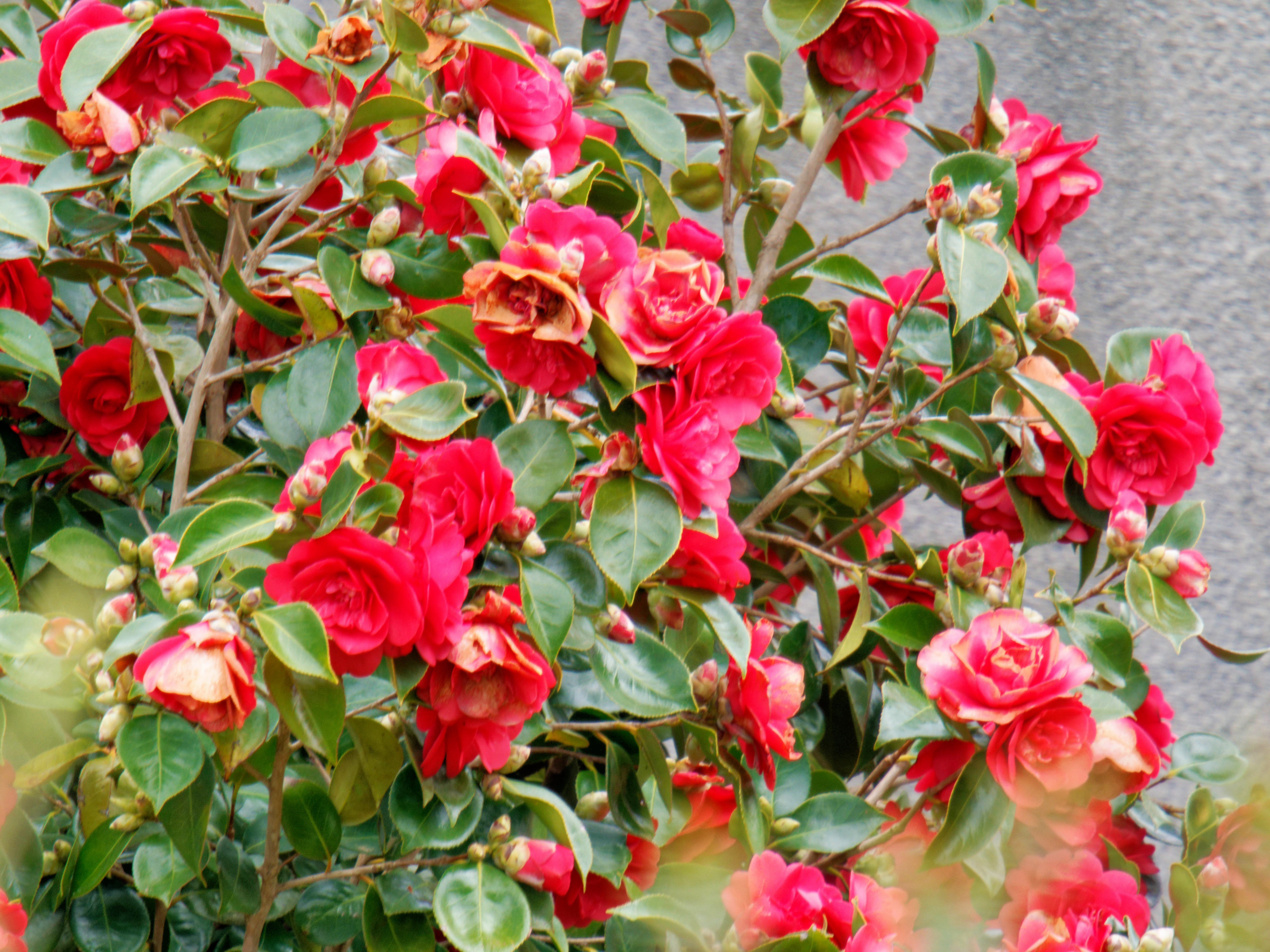 https://lemis.nyc3.digitaloceanspaces.com/grog/Photos/20260823/big/Camellia-2.jpeg