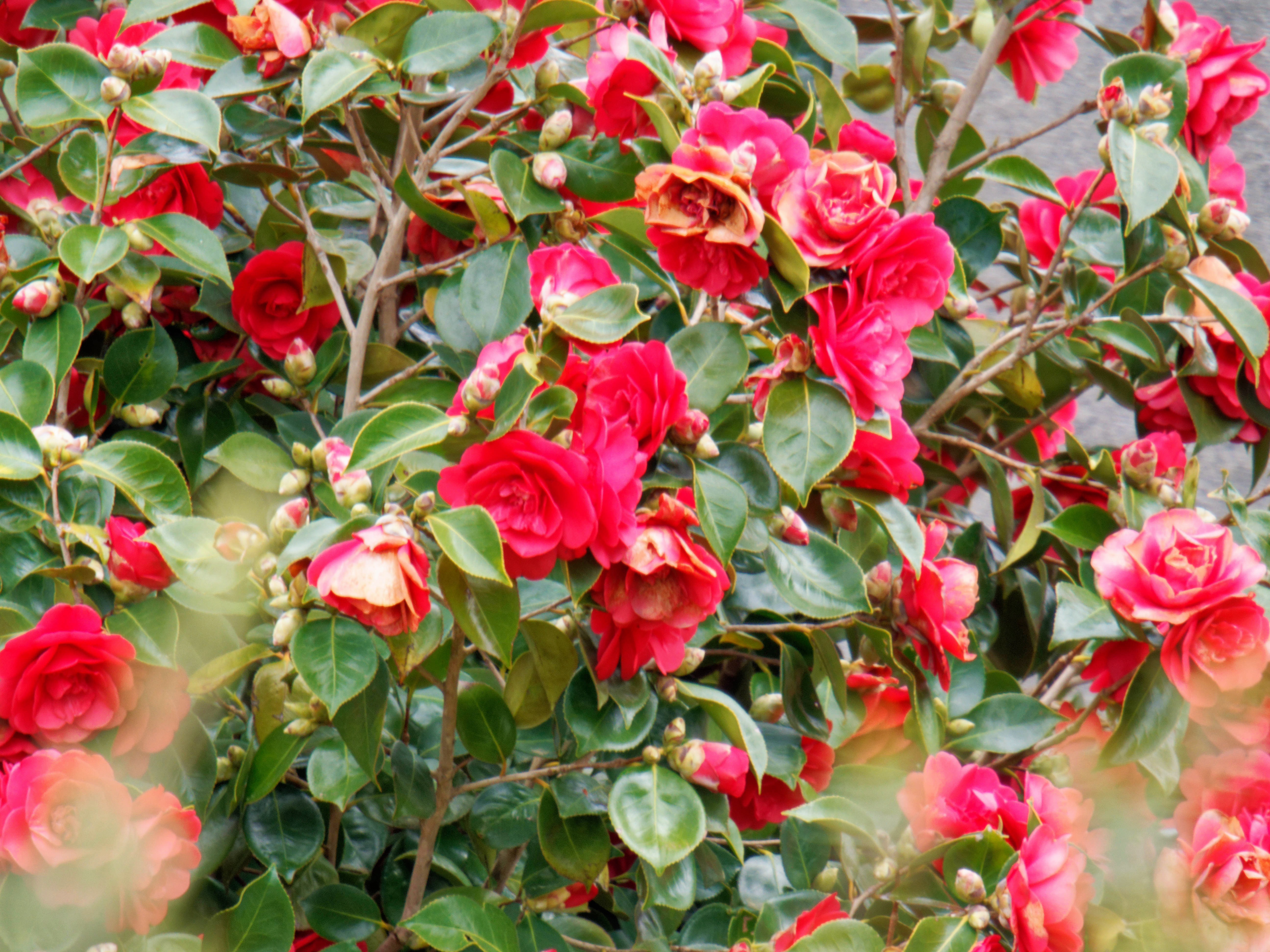 https://lemis.nyc3.digitaloceanspaces.com/grog/Photos/20260823/big/Camellia-3.jpeg
