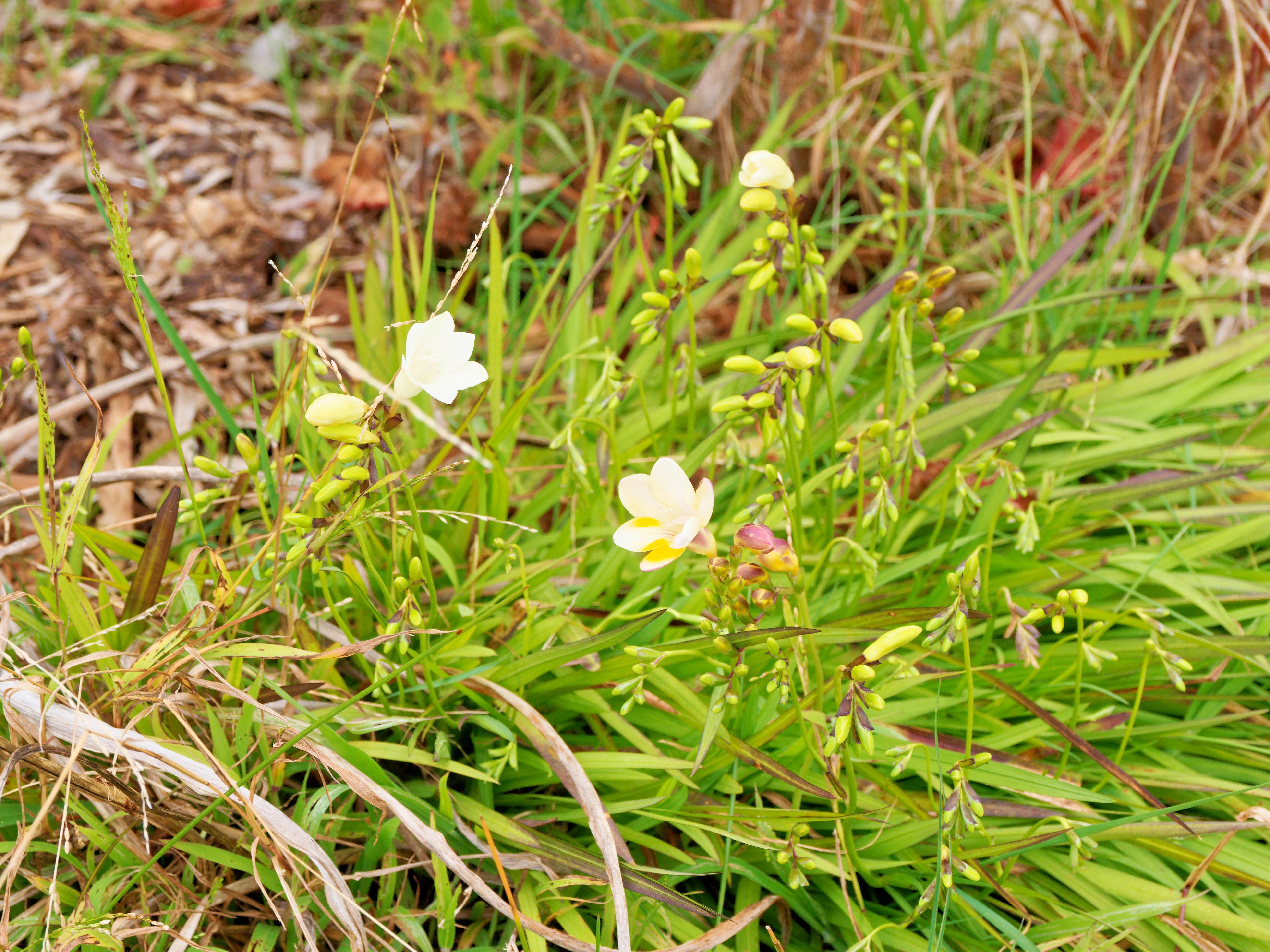 https://lemis.nyc3.digitaloceanspaces.com/grog/Photos/20260823/big/Freesias.jpeg