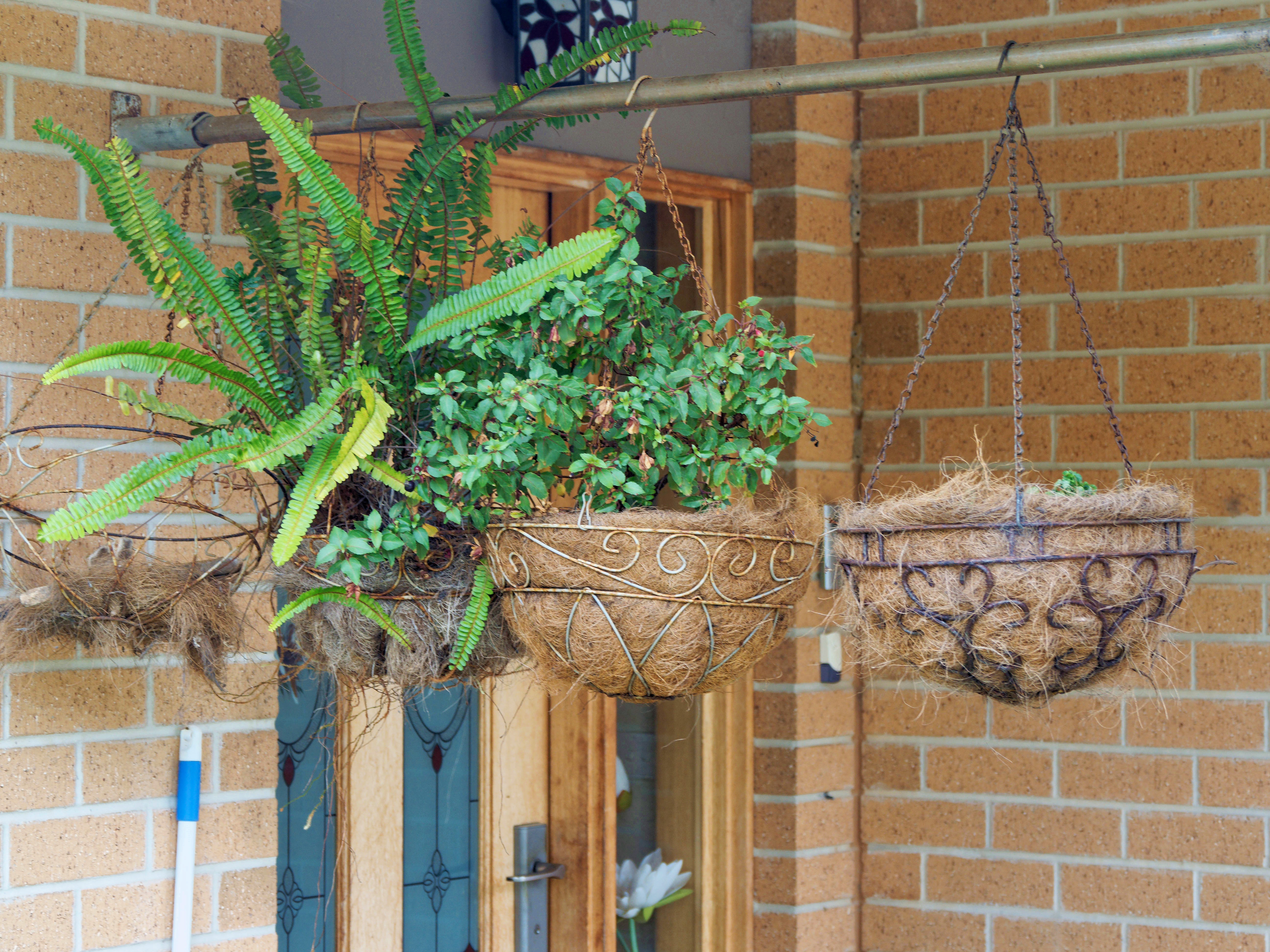 https://lemis.nyc3.digitaloceanspaces.com/grog/Photos/20260823/big/Hanging-baskets.jpeg