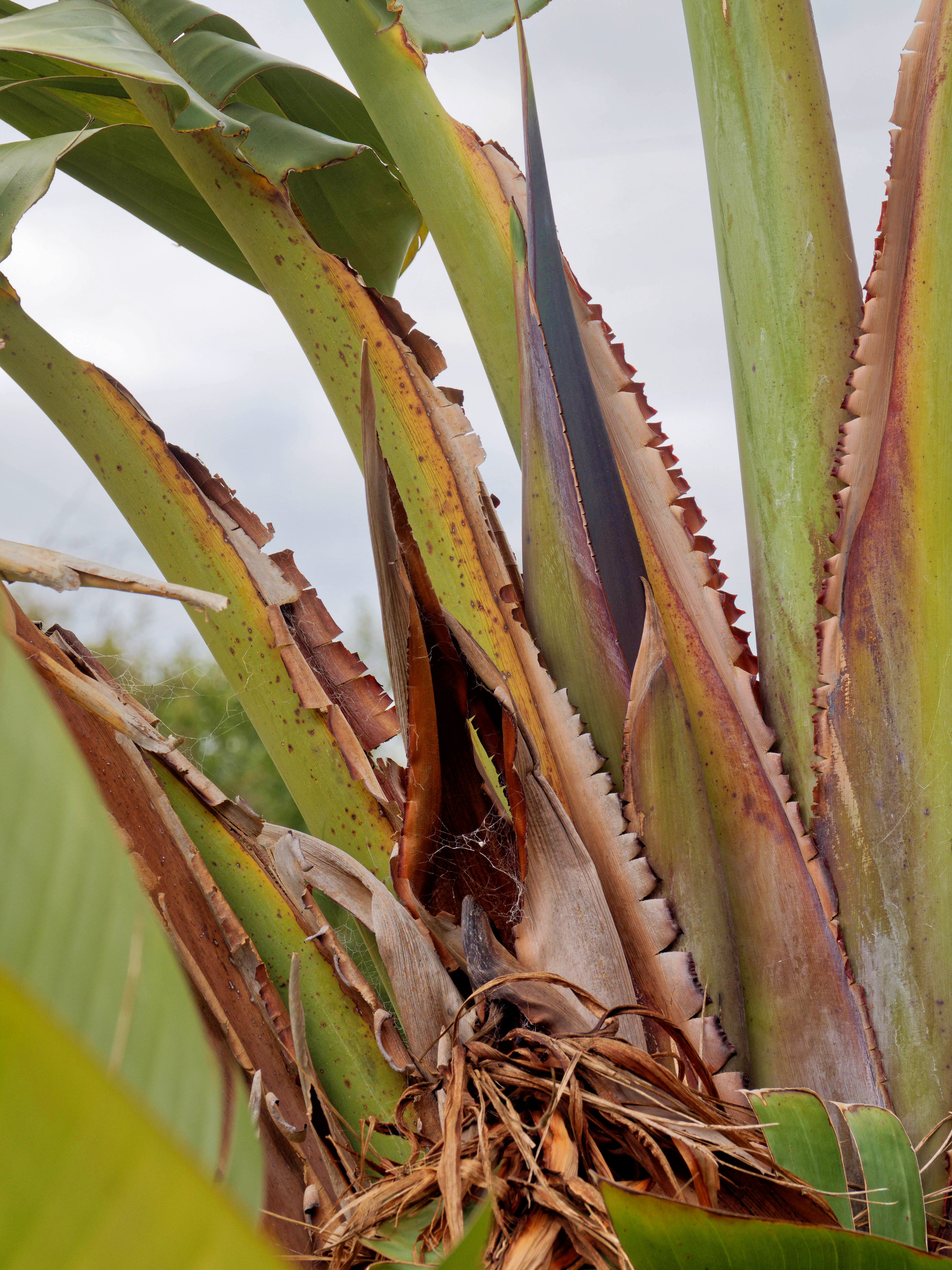 https://lemis.nyc3.digitaloceanspaces.com/grog/Photos/20260823/big/Strelitzia-nicolai.jpeg