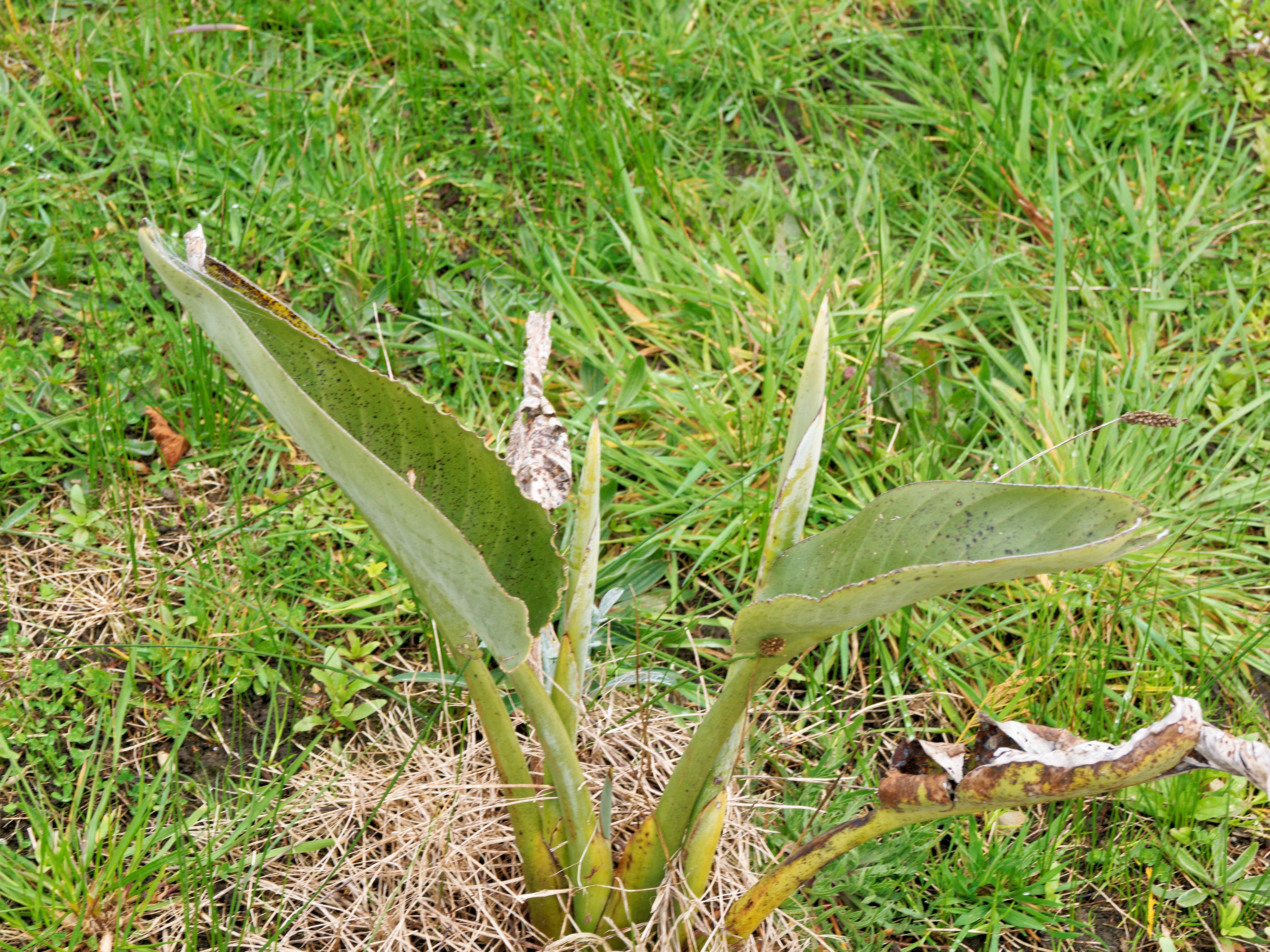 https://lemis.nyc3.digitaloceanspaces.com/grog/Photos/20260823/big/Strelitzia-reginae.jpeg