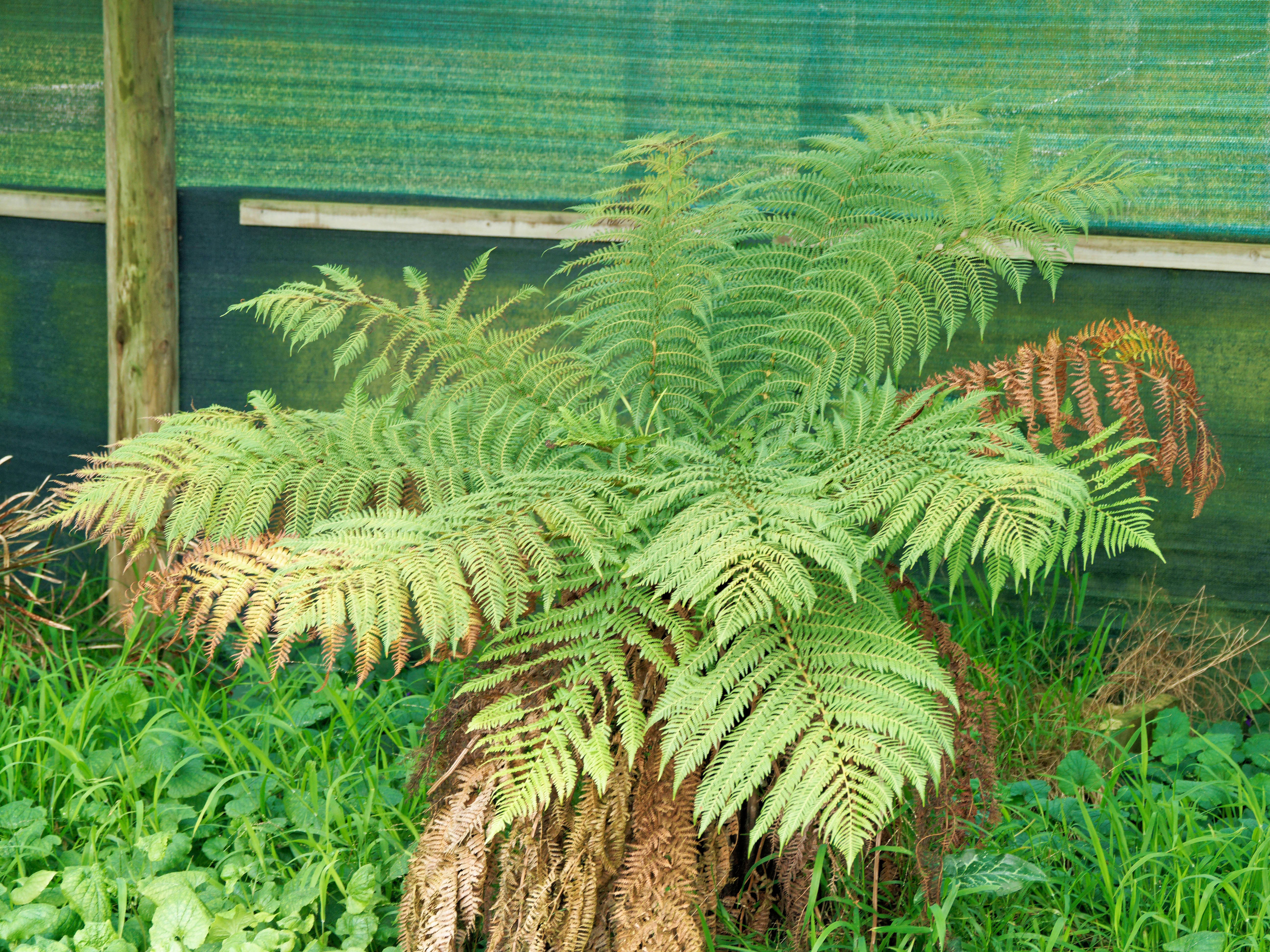 https://lemis.nyc3.digitaloceanspaces.com/grog/Photos/20260823/big/Tree-fern.jpeg