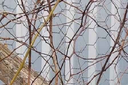 https://lemis.nyc3.digitaloceanspaces.com/grog/Photos/20260823/big/Tropaeolum-3-detail-2.jpeg