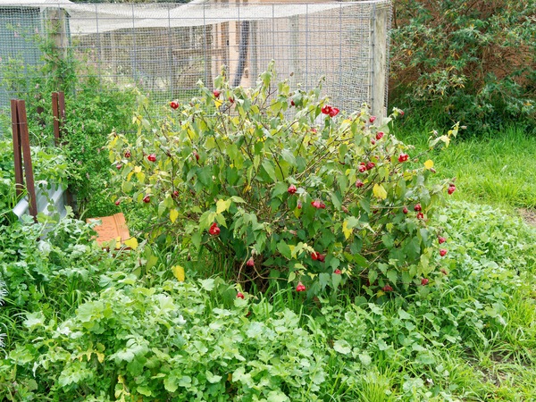 https://lemis.nyc3.digitaloceanspaces.com/grog/Photos/20260823/small/Abutilon-1.jpeg