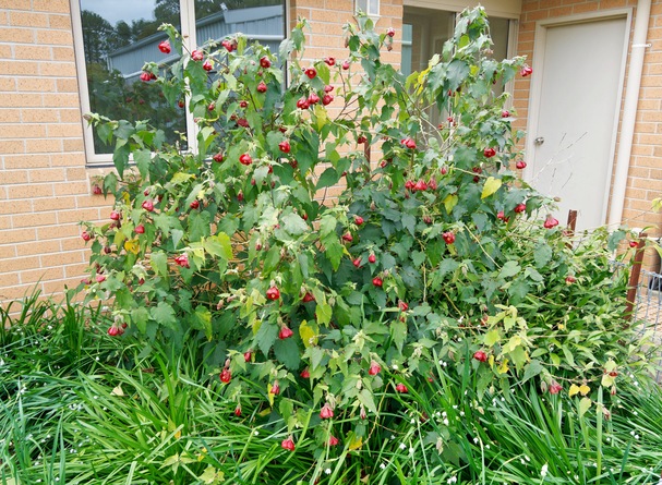 https://lemis.nyc3.digitaloceanspaces.com/grog/Photos/20260823/small/Abutilon-2.jpeg