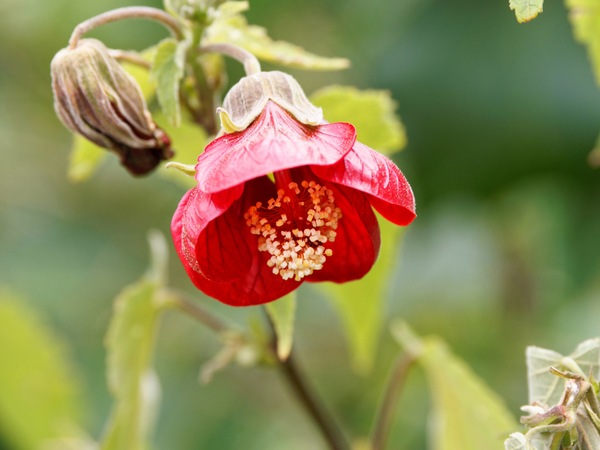 https://lemis.nyc3.digitaloceanspaces.com/grog/Photos/20260823/small/Abutilon-3.jpeg