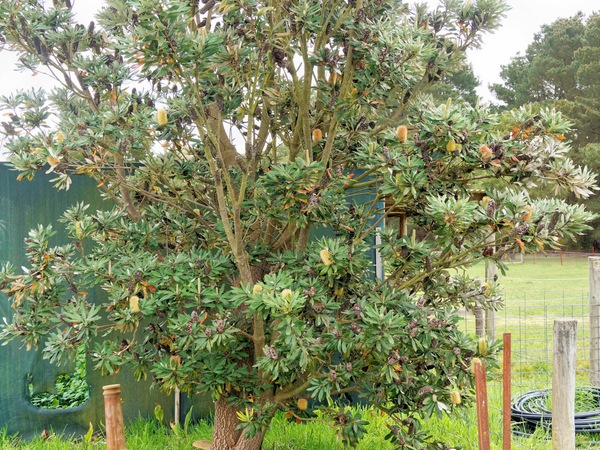 https://lemis.nyc3.digitaloceanspaces.com/grog/Photos/20260823/small/Banksia-1.jpeg