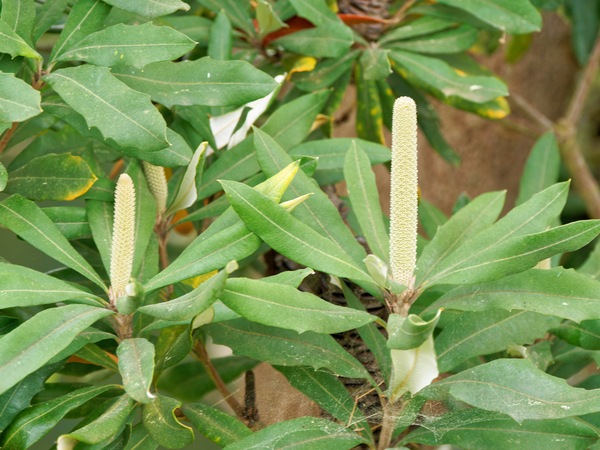 https://lemis.nyc3.digitaloceanspaces.com/grog/Photos/20260823/small/Banksia-2.jpeg
