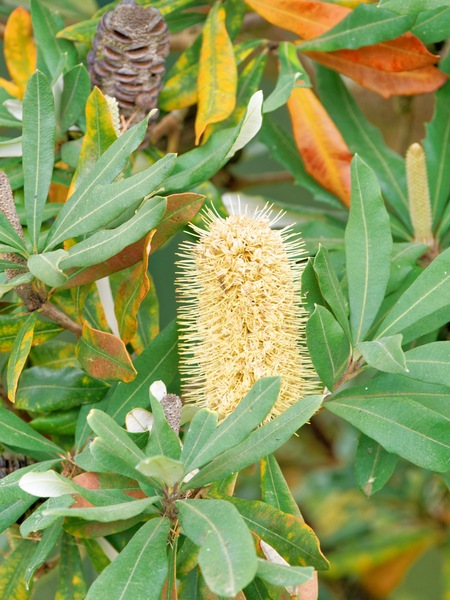 https://lemis.nyc3.digitaloceanspaces.com/grog/Photos/20260823/small/Banksia-3.jpeg
