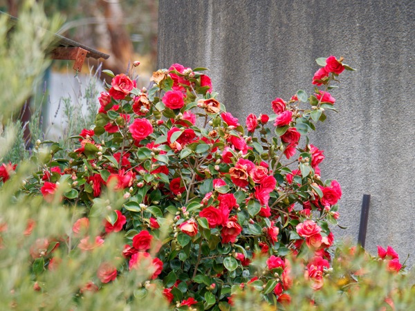 https://lemis.nyc3.digitaloceanspaces.com/grog/Photos/20260823/small/Camellia-1.jpeg