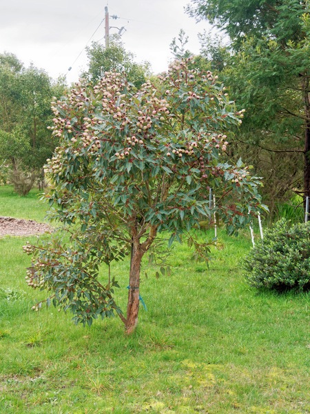 https://lemis.nyc3.digitaloceanspaces.com/grog/Photos/20260823/small/Corymbia-ficifolia-1.jpeg