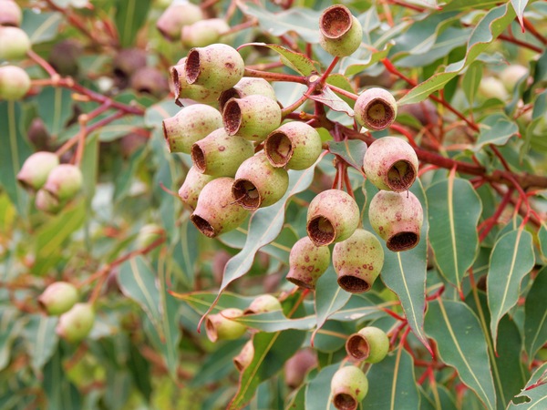 https://lemis.nyc3.digitaloceanspaces.com/grog/Photos/20260823/small/Corymbia-ficifolia-2.jpeg