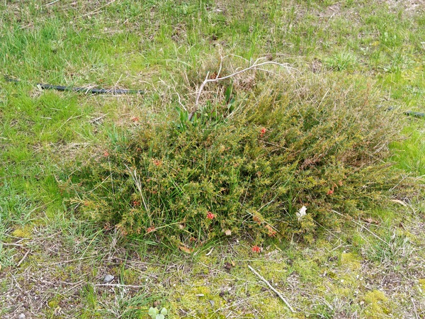 https://lemis.nyc3.digitaloceanspaces.com/grog/Photos/20260823/small/Grevillea-1.jpeg