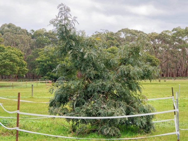 https://lemis.nyc3.digitaloceanspaces.com/grog/Photos/20260823/small/Grevillea-3.jpeg