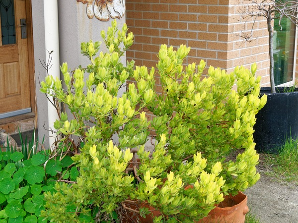 https://lemis.nyc3.digitaloceanspaces.com/grog/Photos/20260823/small/Leucodendron.jpeg
