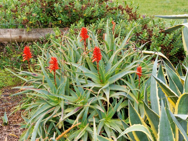 https://lemis.nyc3.digitaloceanspaces.com/grog/Photos/20260823/small/Succulent-1.jpeg
