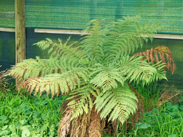 https://lemis.nyc3.digitaloceanspaces.com/grog/Photos/20260823/small/Tree-fern.jpeg