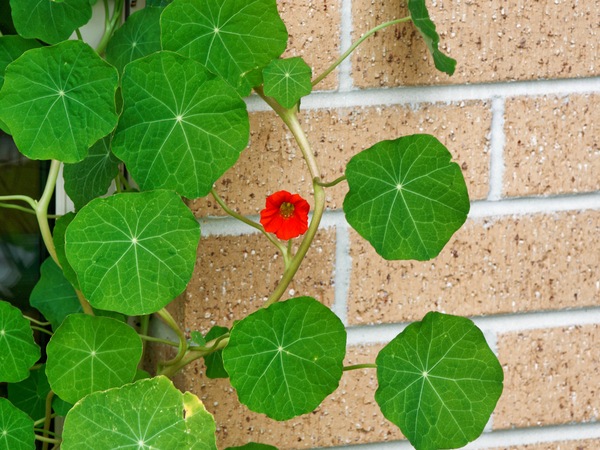 https://lemis.nyc3.digitaloceanspaces.com/grog/Photos/20260823/small/Tropaeolum-1.jpeg