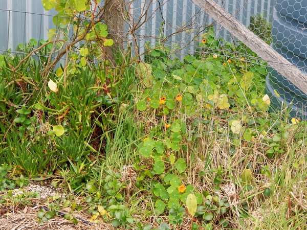https://lemis.nyc3.digitaloceanspaces.com/grog/Photos/20260823/small/Tropaeolum-2.jpeg
