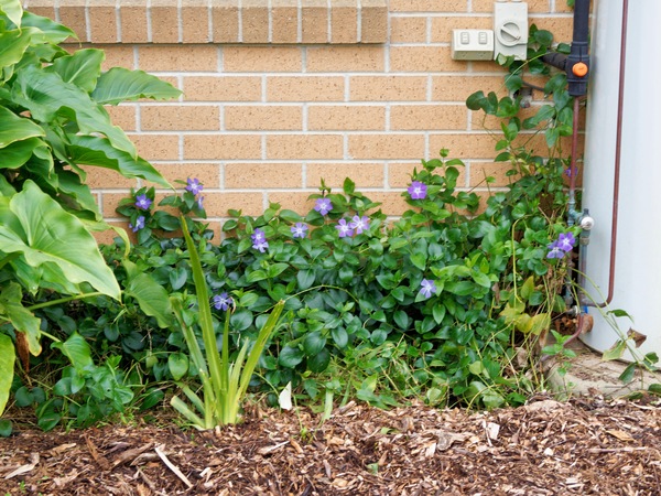 https://lemis.nyc3.digitaloceanspaces.com/grog/Photos/20260823/small/Vinca-minor.jpeg
