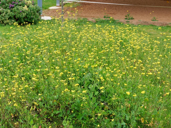 https://lemis.nyc3.digitaloceanspaces.com/grog/Photos/20260823/small/Weeds.jpeg