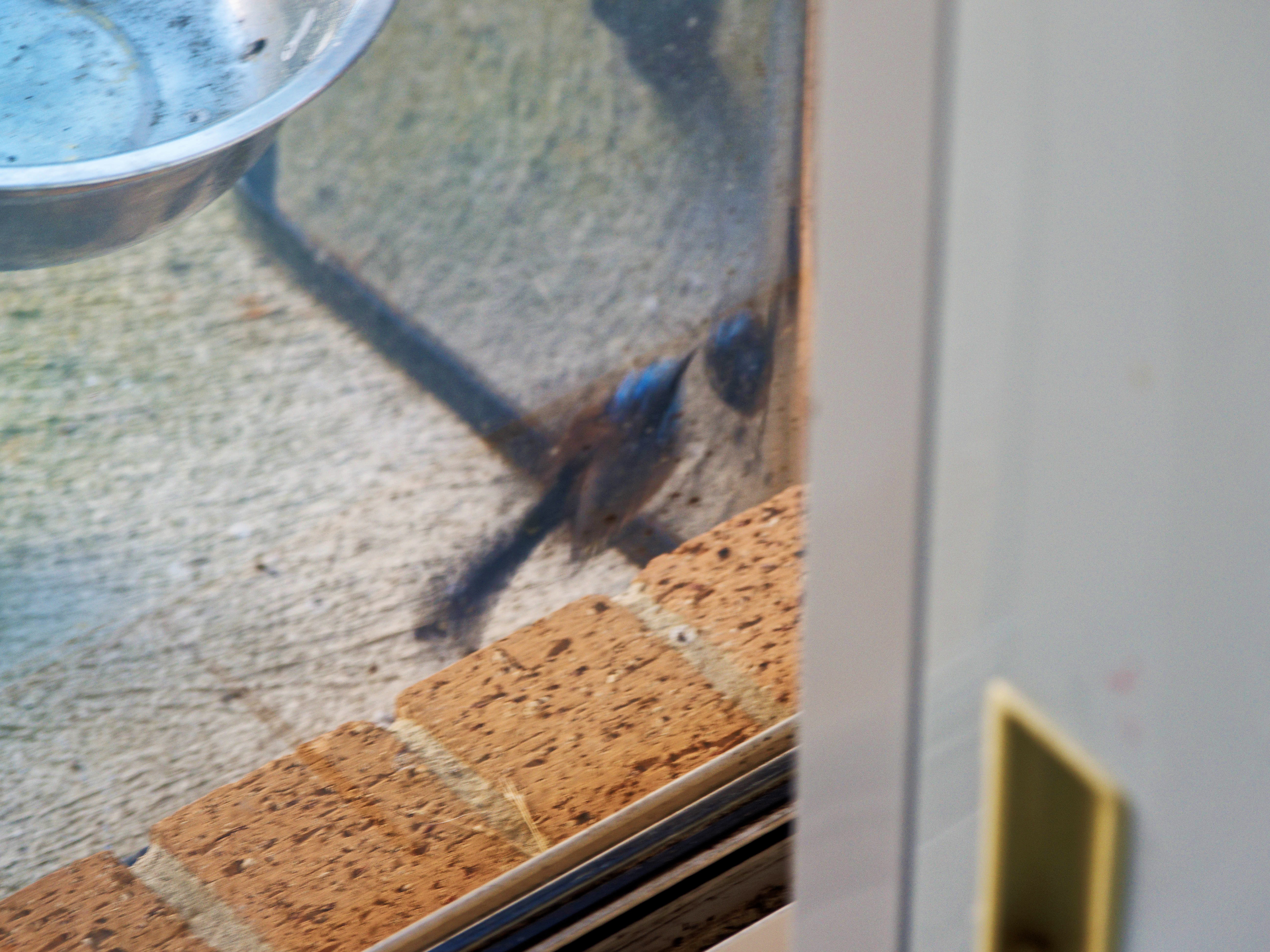 https://lemis.nyc3.digitaloceanspaces.com/grog/Photos/20260828/big/Superb-fairy-wren-10.jpeg