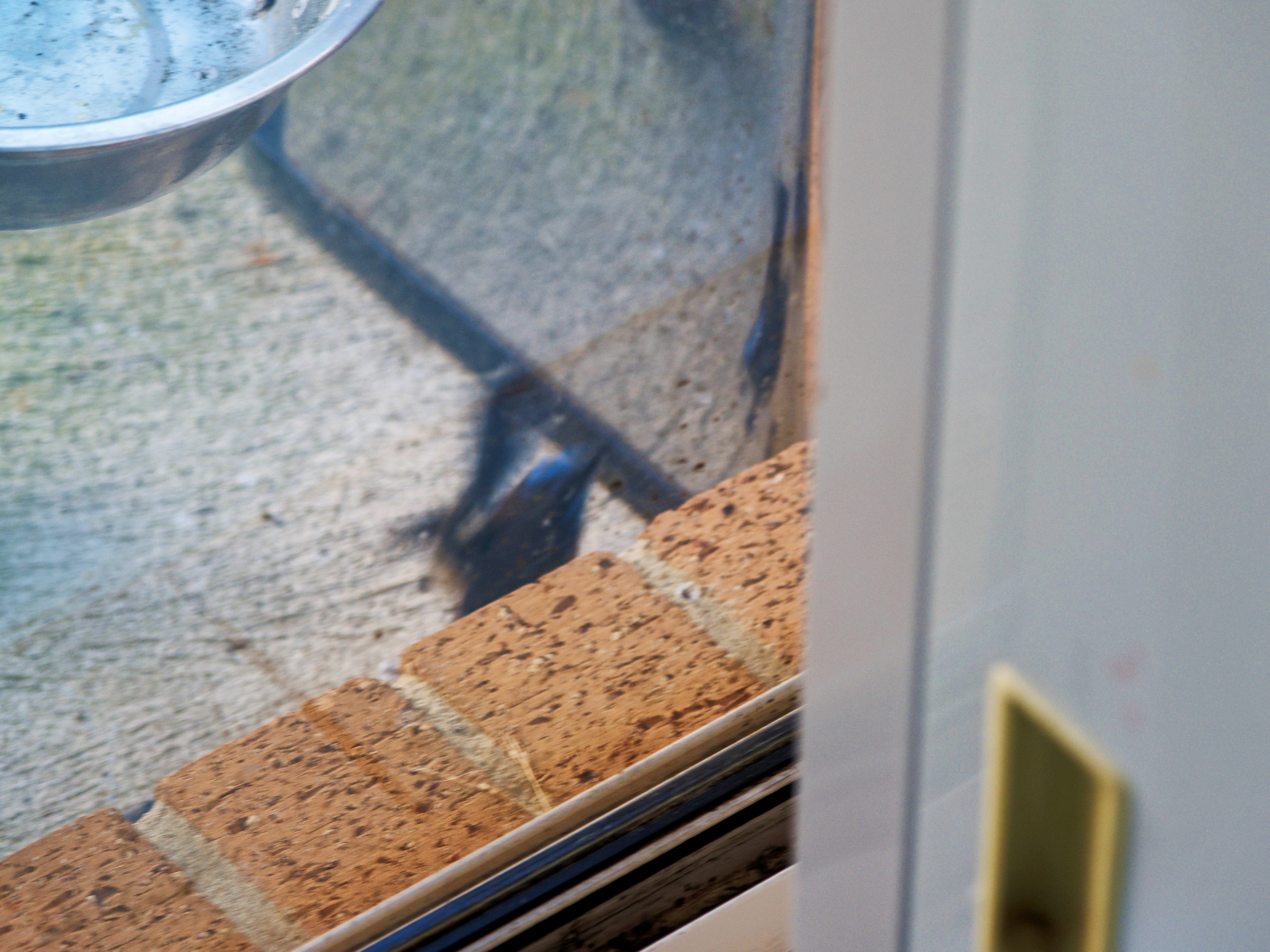 https://lemis.nyc3.digitaloceanspaces.com/grog/Photos/20260828/big/Superb-fairy-wren-100.jpeg