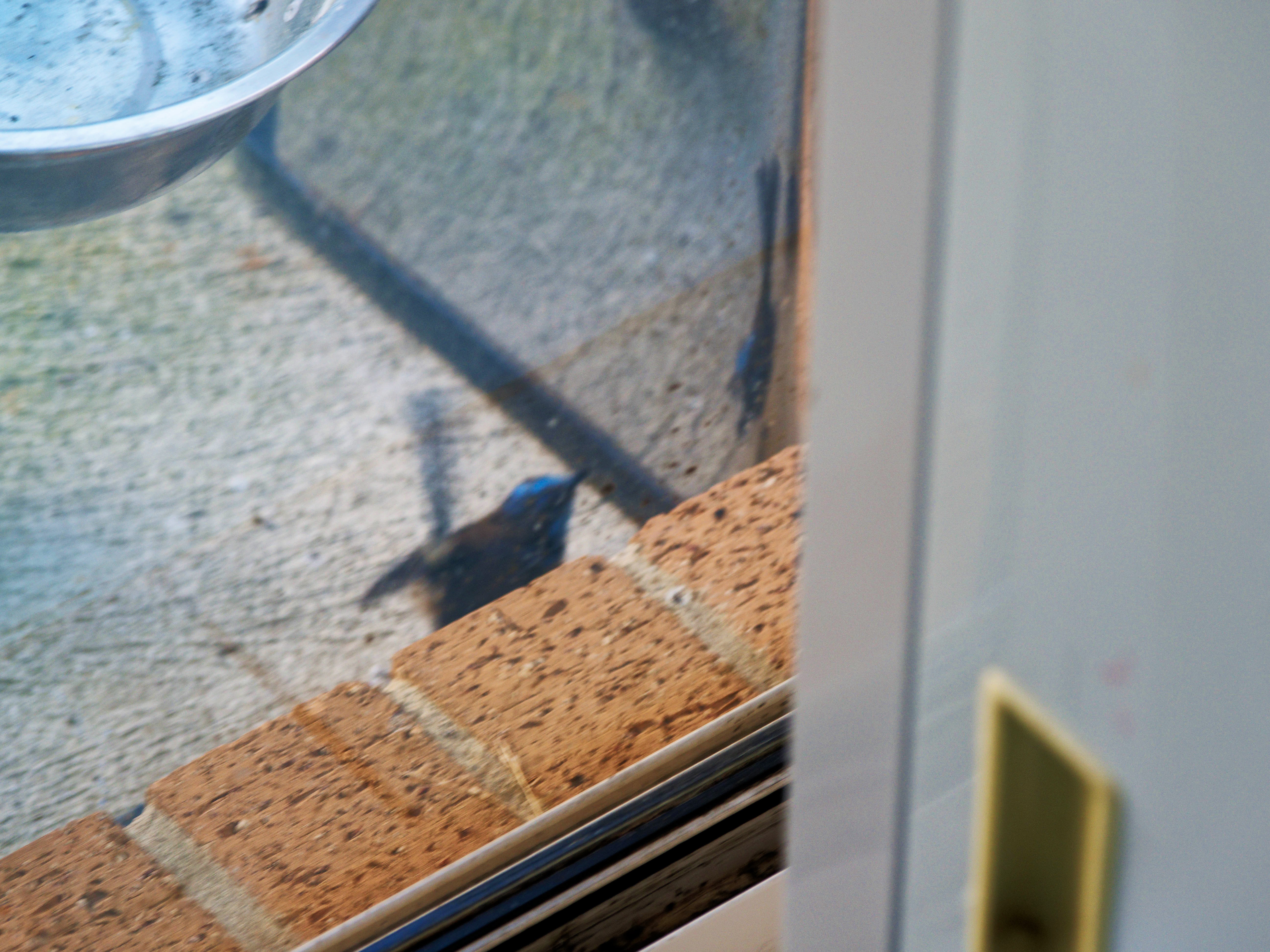 https://lemis.nyc3.digitaloceanspaces.com/grog/Photos/20260828/big/Superb-fairy-wren-101.jpeg