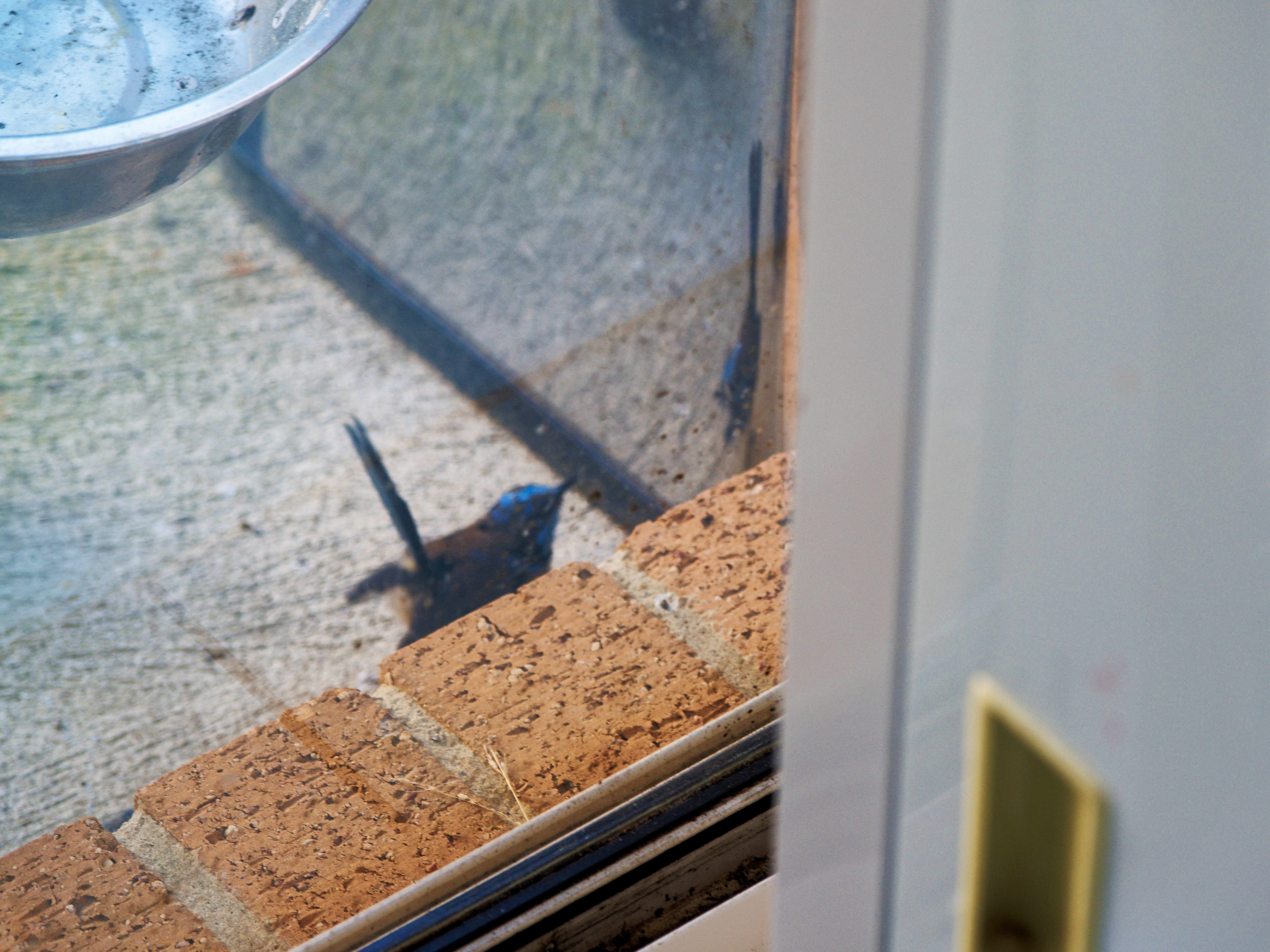 https://lemis.nyc3.digitaloceanspaces.com/grog/Photos/20260828/big/Superb-fairy-wren-103.jpeg