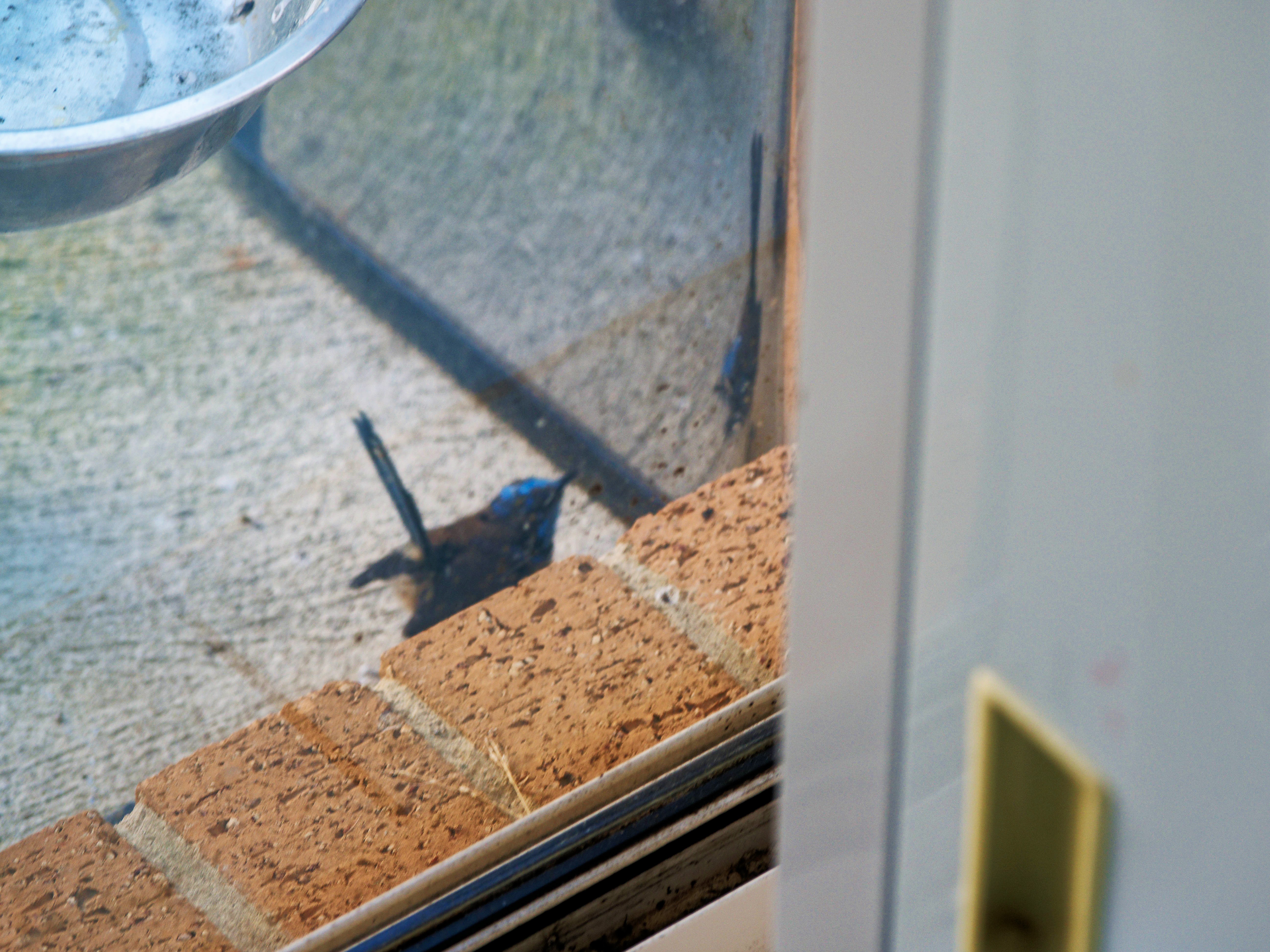 https://lemis.nyc3.digitaloceanspaces.com/grog/Photos/20260828/big/Superb-fairy-wren-105.jpeg