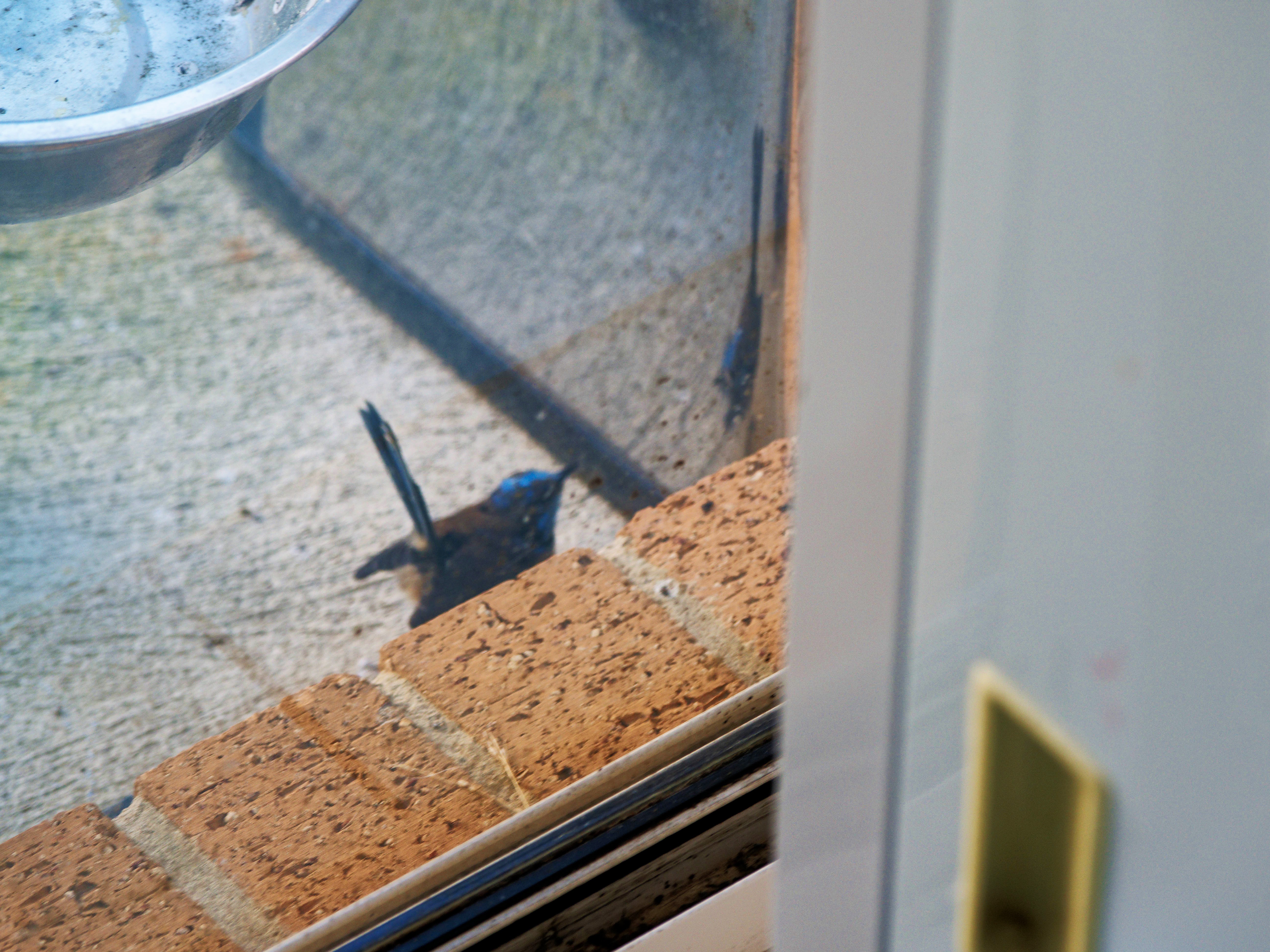 https://lemis.nyc3.digitaloceanspaces.com/grog/Photos/20260828/big/Superb-fairy-wren-108.jpeg