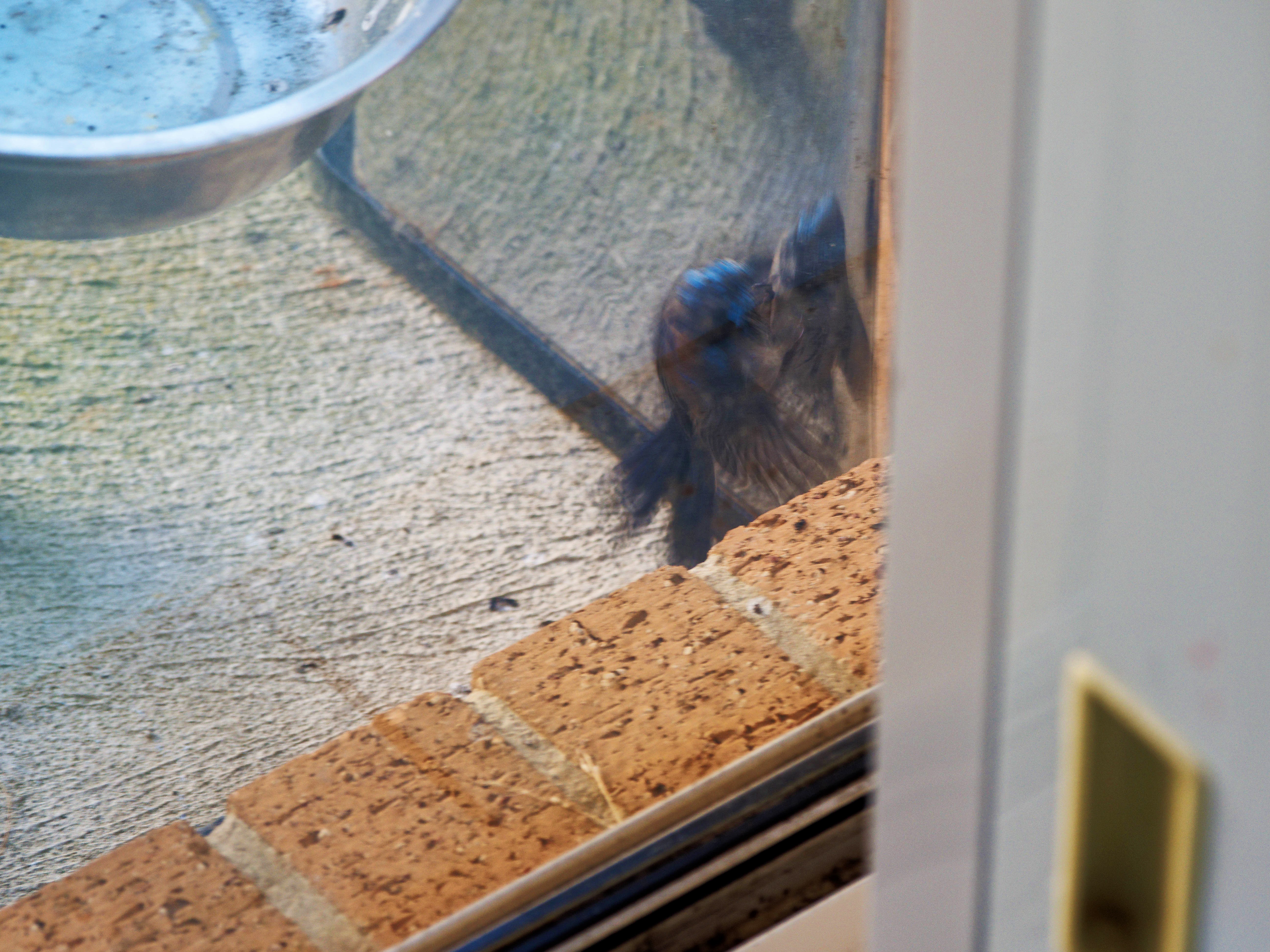 https://lemis.nyc3.digitaloceanspaces.com/grog/Photos/20260828/big/Superb-fairy-wren-11.jpeg
