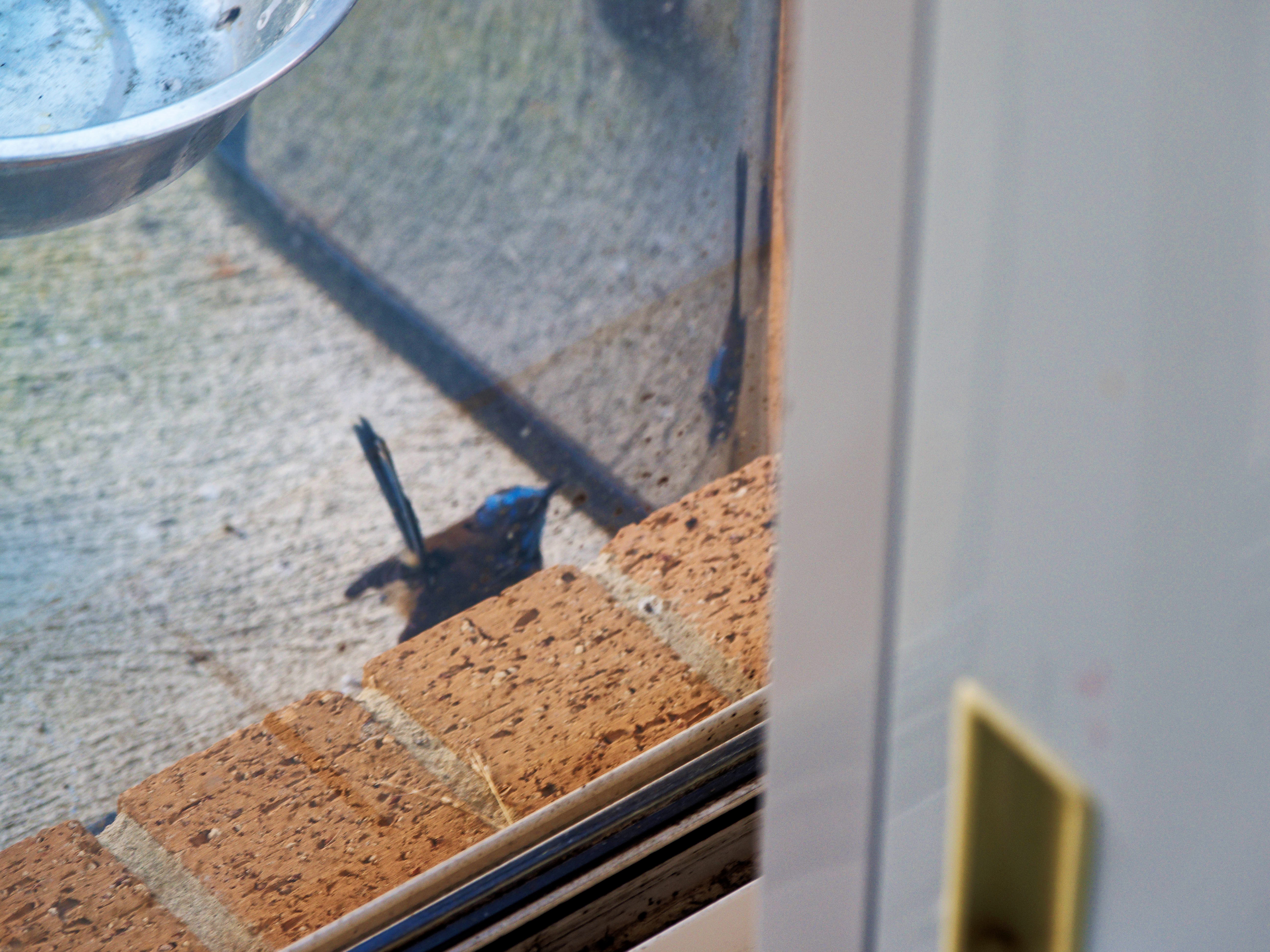 https://lemis.nyc3.digitaloceanspaces.com/grog/Photos/20260828/big/Superb-fairy-wren-111.jpeg