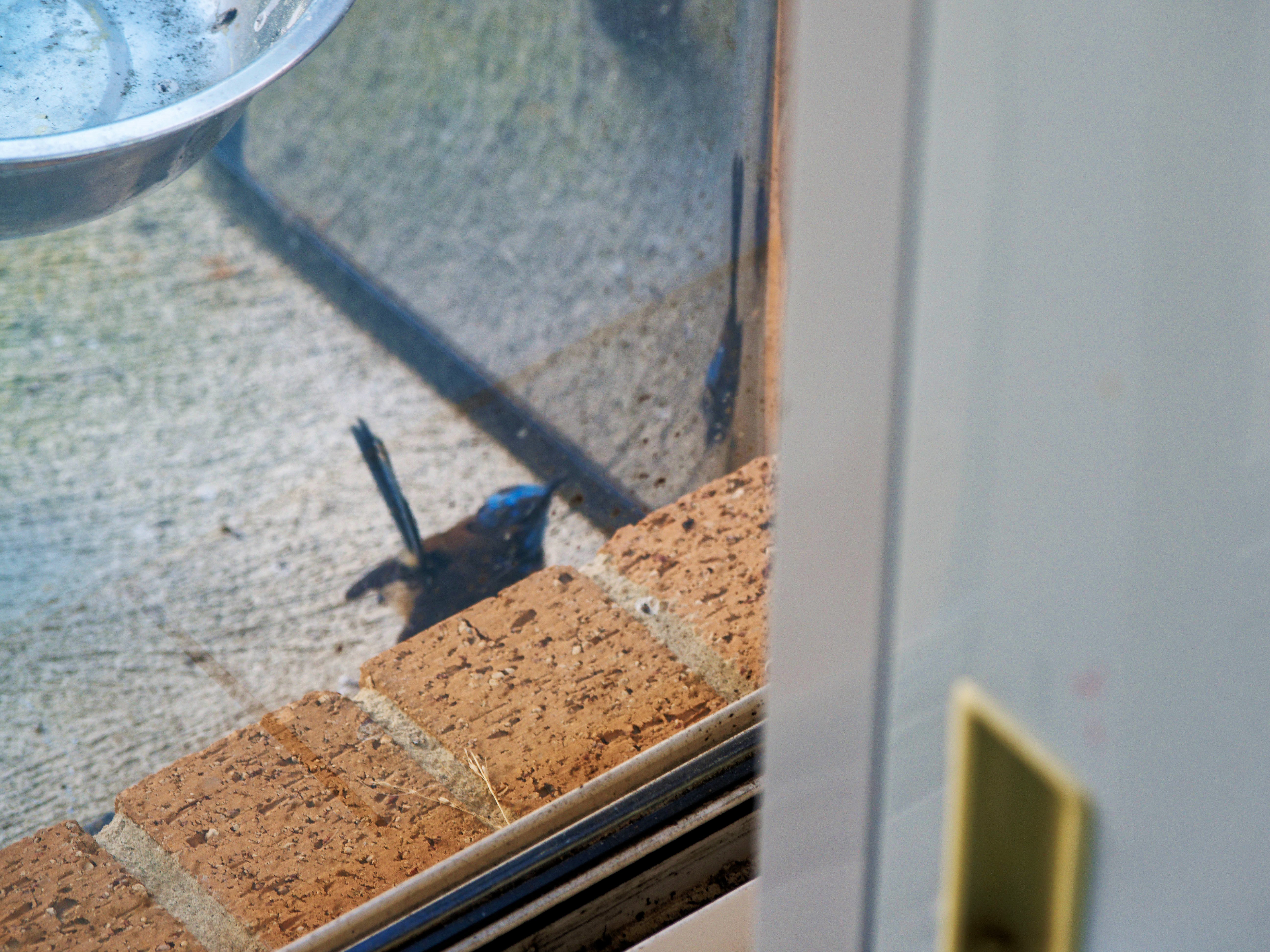 https://lemis.nyc3.digitaloceanspaces.com/grog/Photos/20260828/big/Superb-fairy-wren-112.jpeg