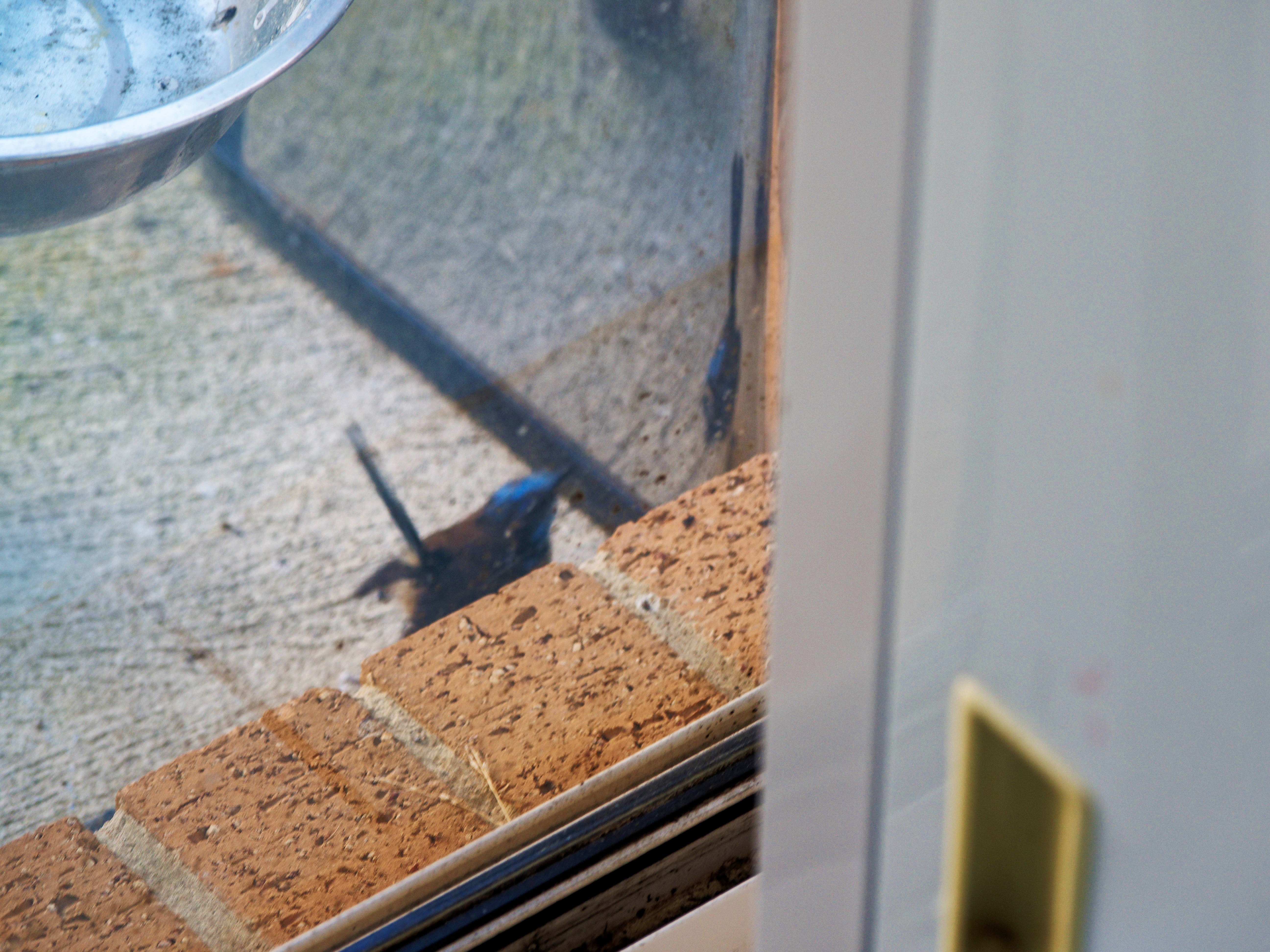 https://lemis.nyc3.digitaloceanspaces.com/grog/Photos/20260828/big/Superb-fairy-wren-113.jpeg
