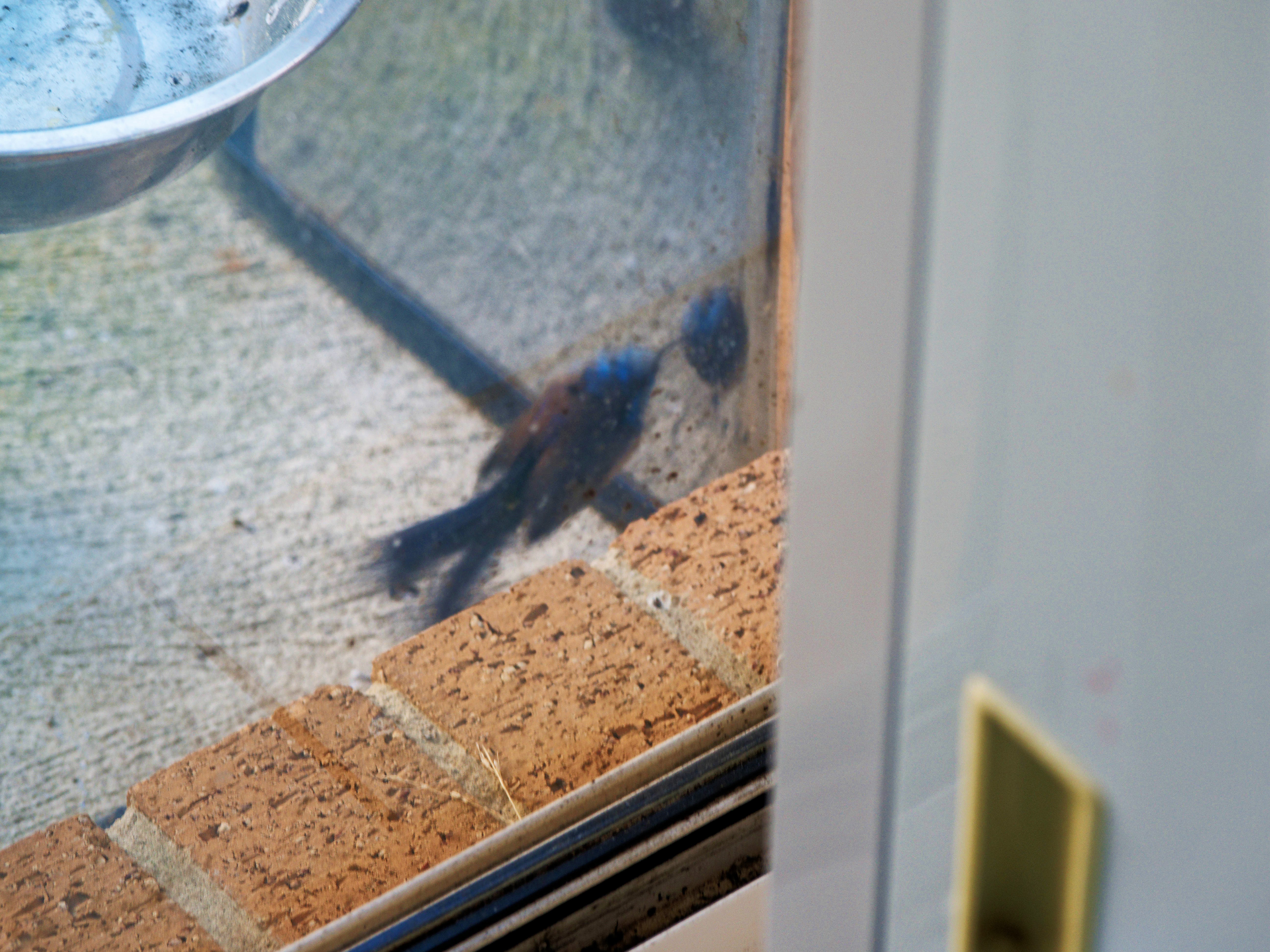 https://lemis.nyc3.digitaloceanspaces.com/grog/Photos/20260828/big/Superb-fairy-wren-116.jpeg
