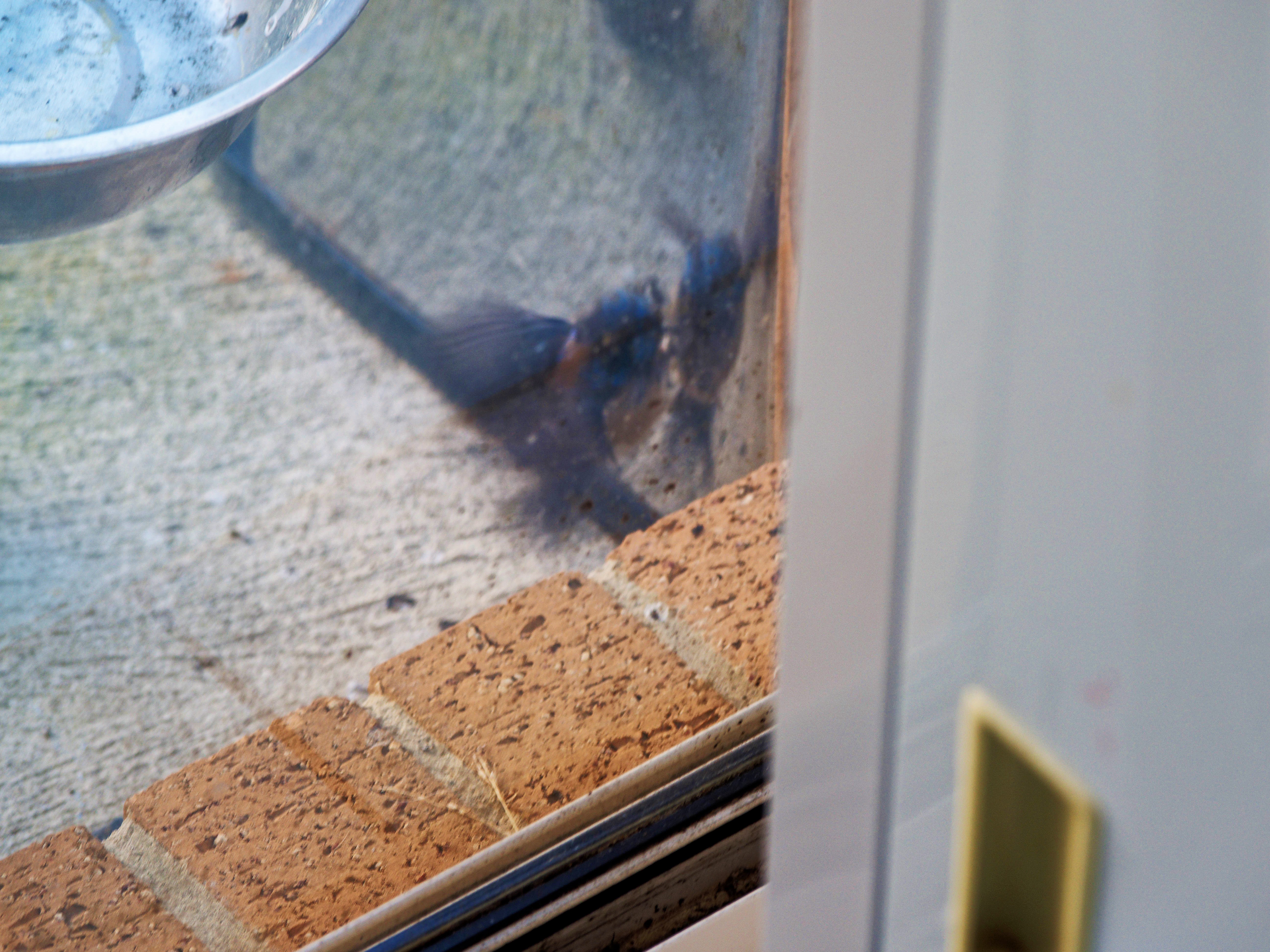 https://lemis.nyc3.digitaloceanspaces.com/grog/Photos/20260828/big/Superb-fairy-wren-118.jpeg