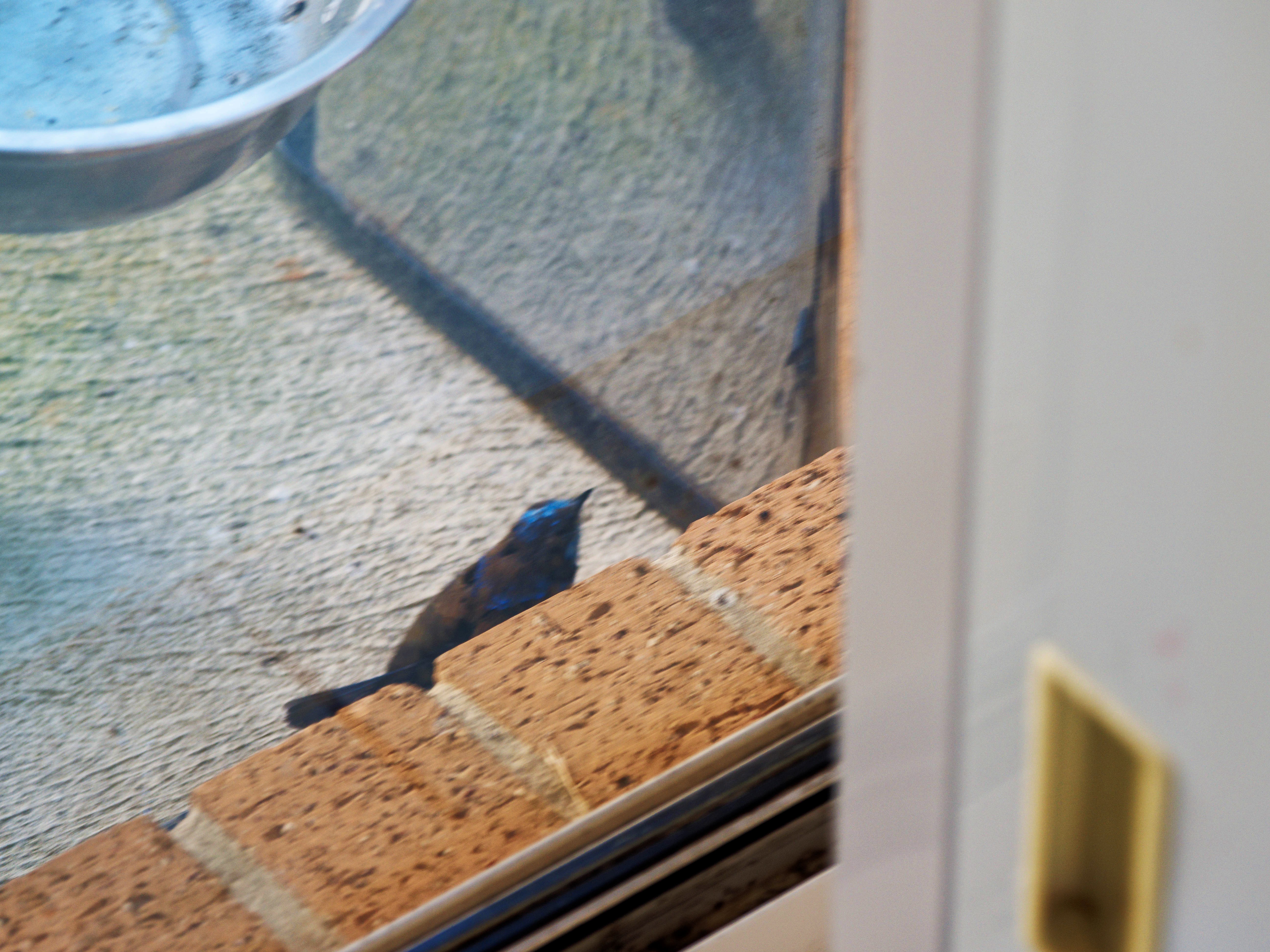 https://lemis.nyc3.digitaloceanspaces.com/grog/Photos/20260828/big/Superb-fairy-wren-12.jpeg