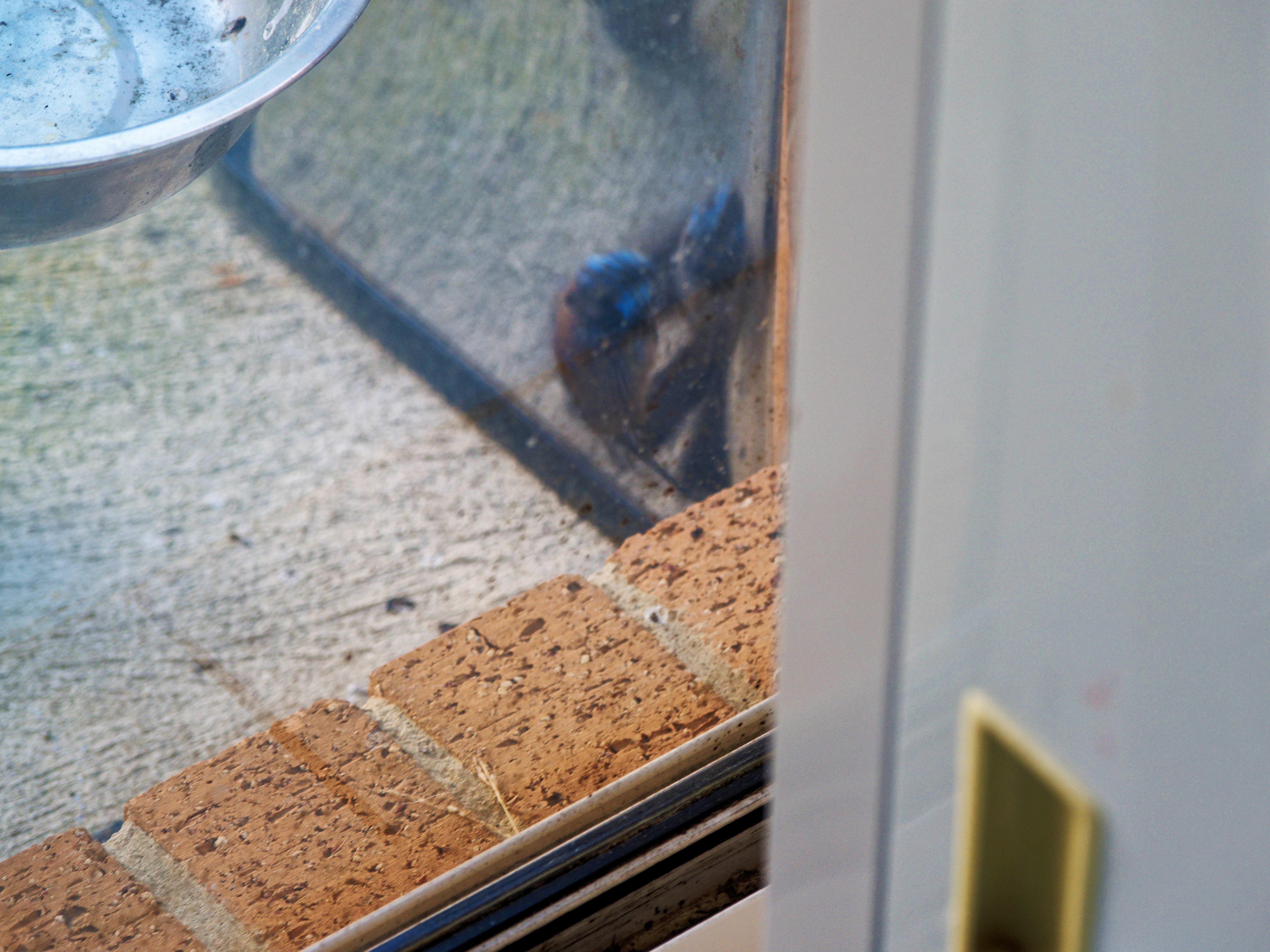 https://lemis.nyc3.digitaloceanspaces.com/grog/Photos/20260828/big/Superb-fairy-wren-120.jpeg