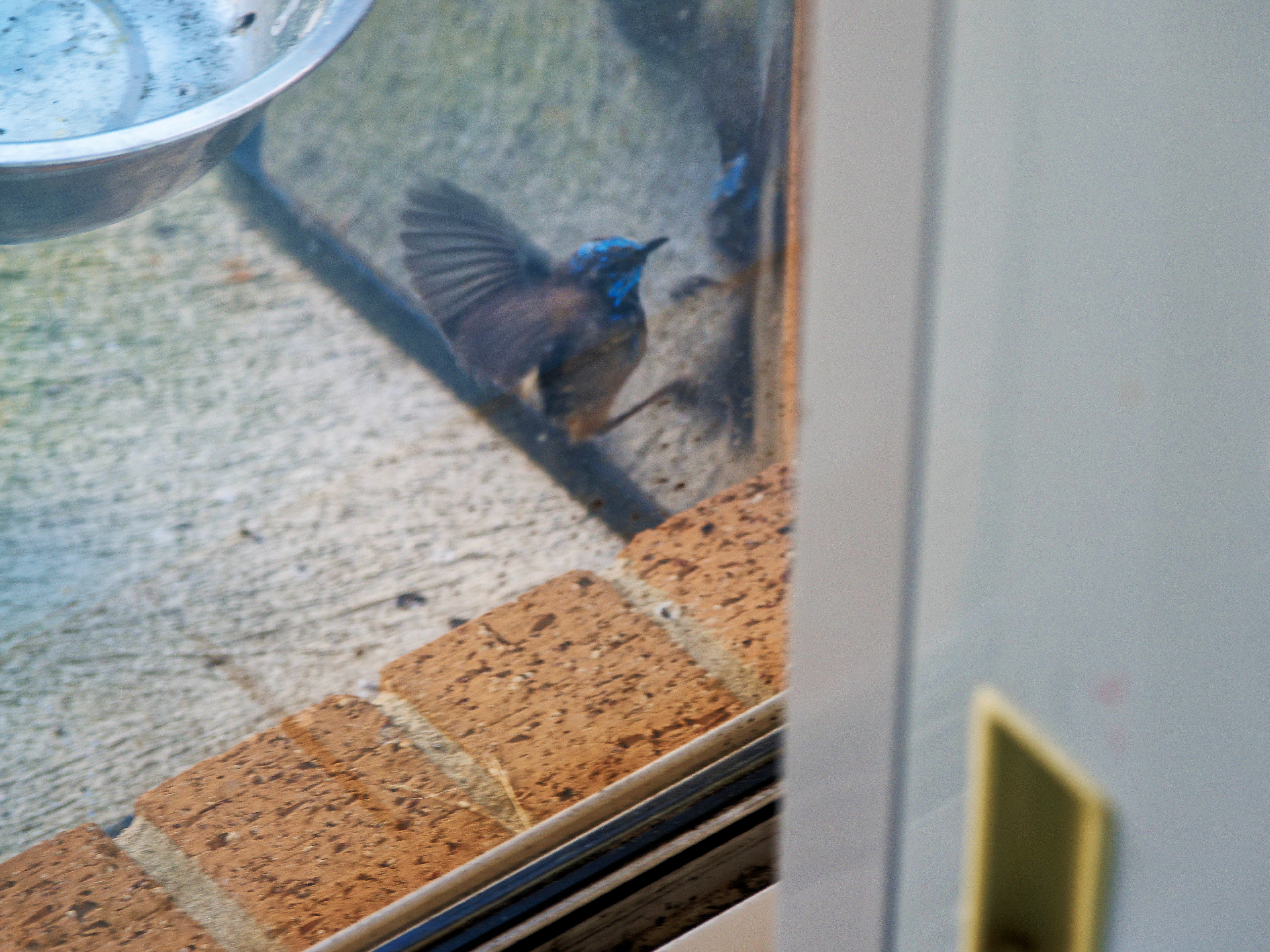https://lemis.nyc3.digitaloceanspaces.com/grog/Photos/20260828/big/Superb-fairy-wren-122.jpeg
